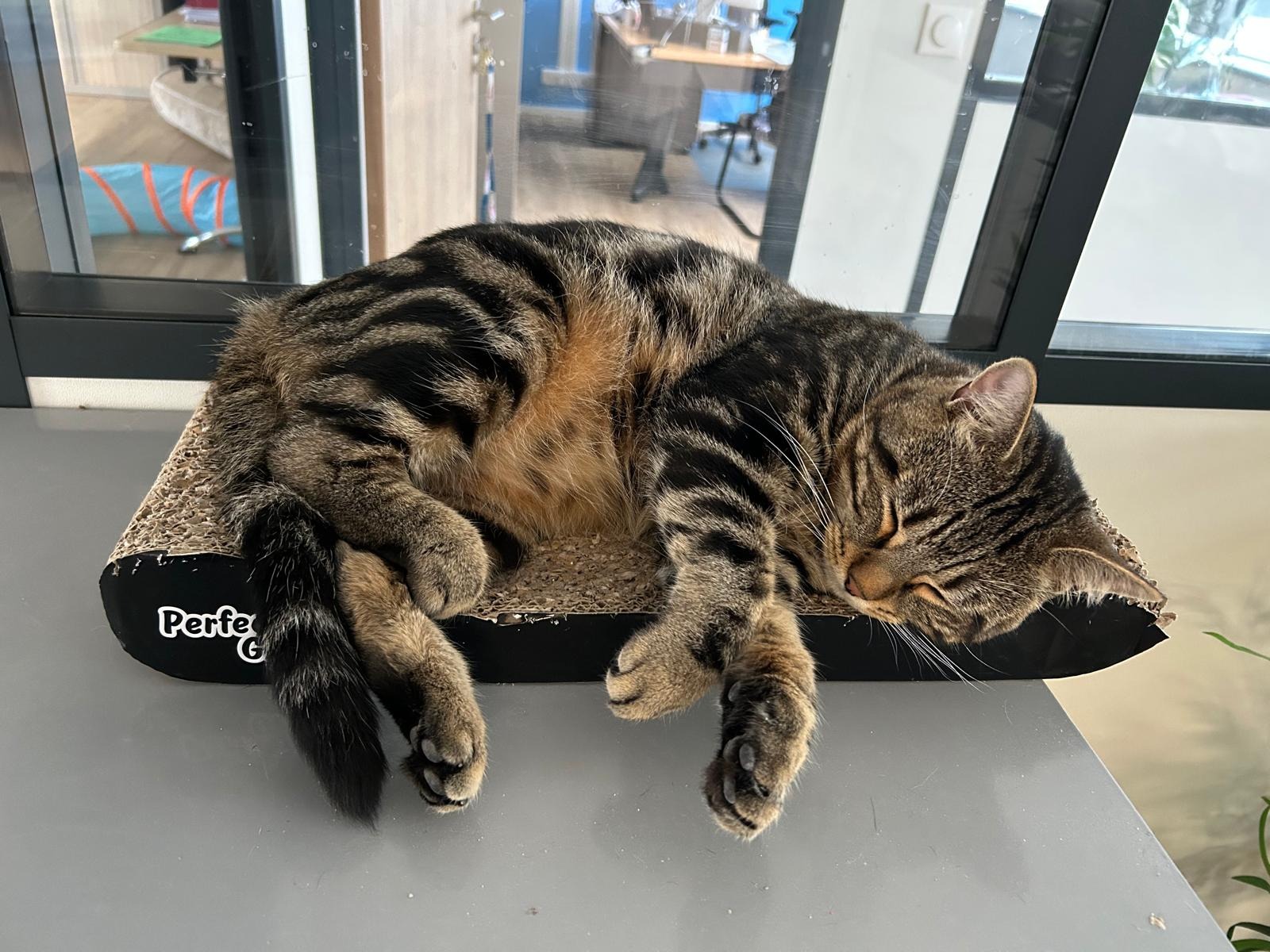 Photo de l'animal à adopté