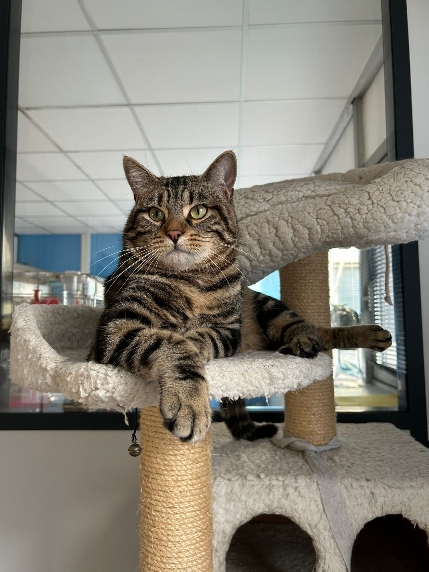 Photo de l'animal à adopté