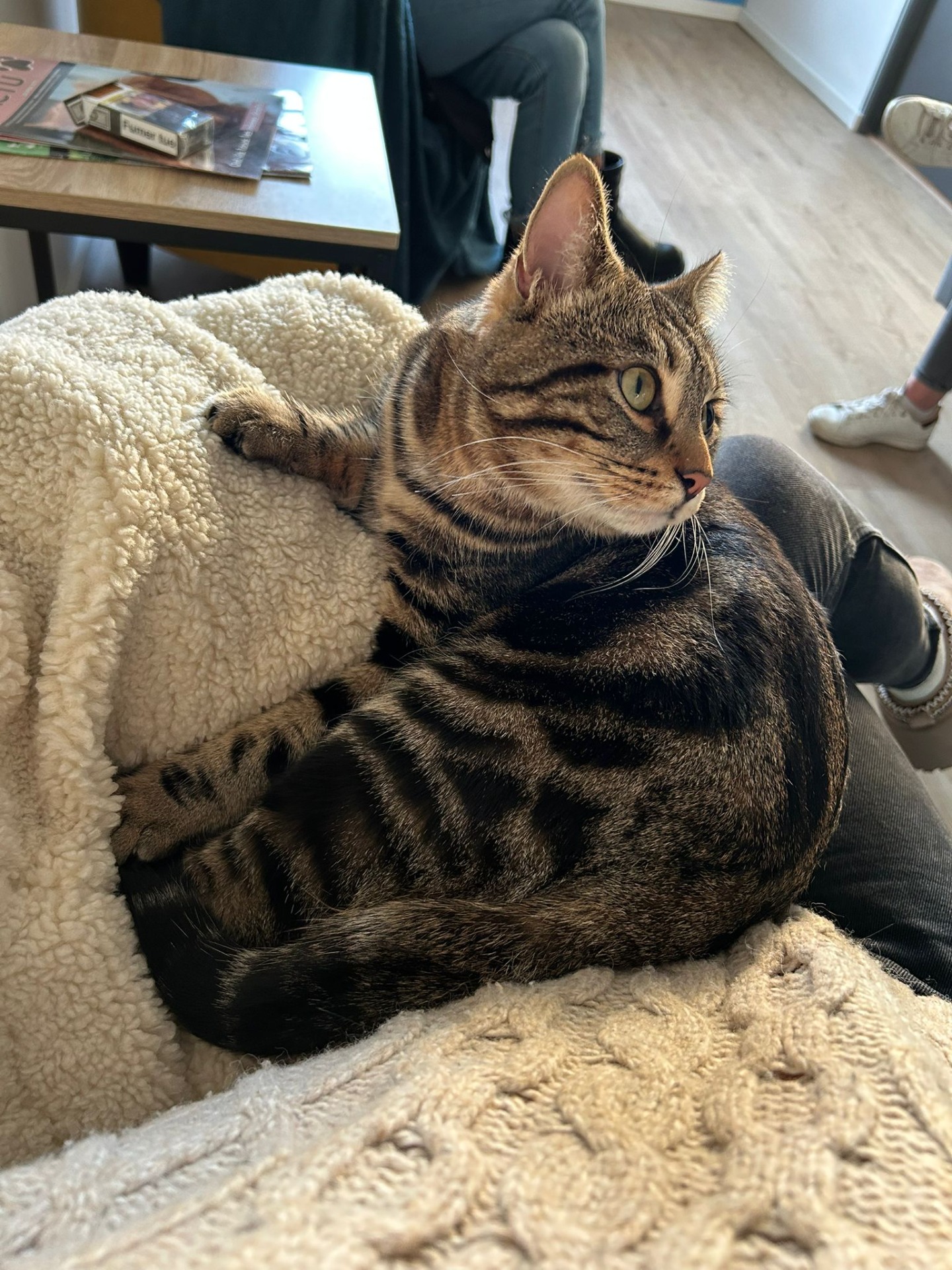Photo de l'animal à adopté