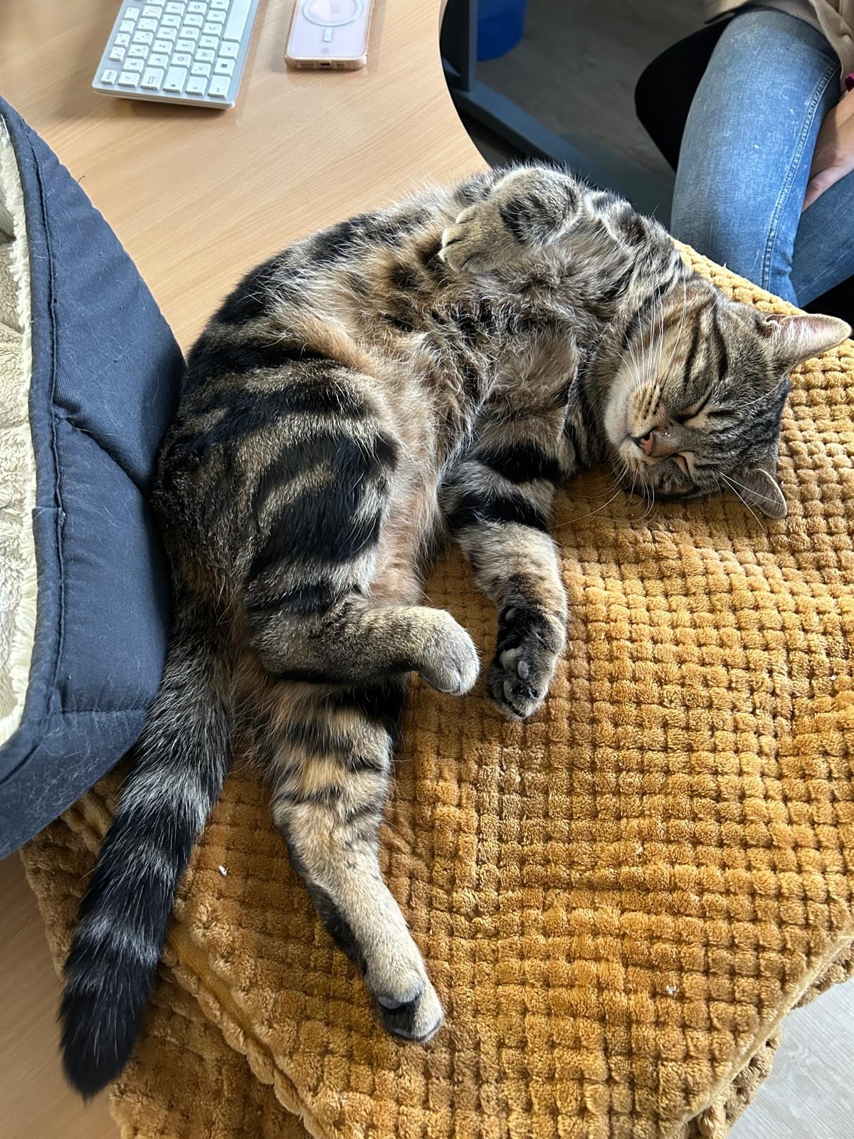 Photo de l'animal à adopté