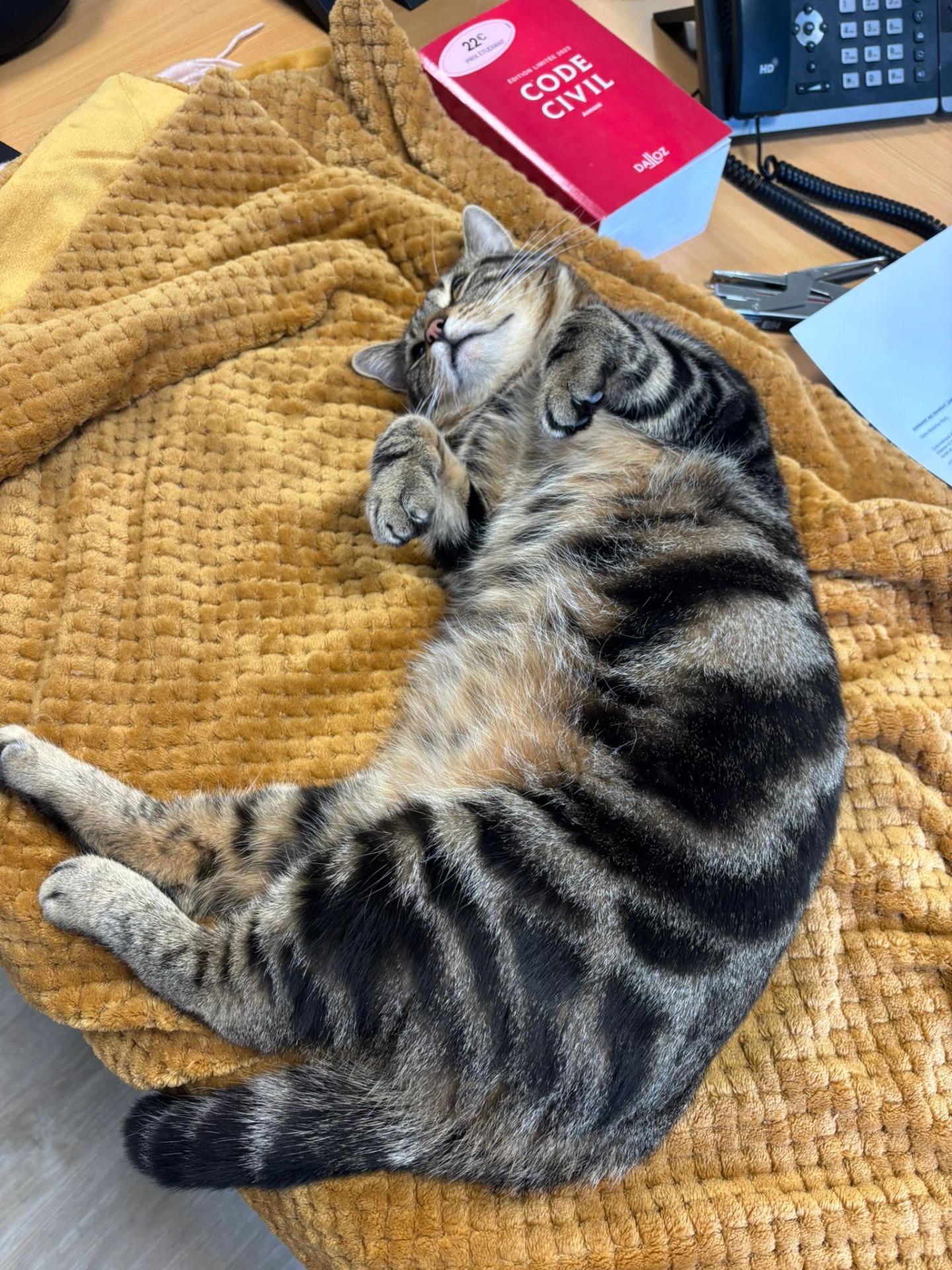 Photo de l'animal à adopté