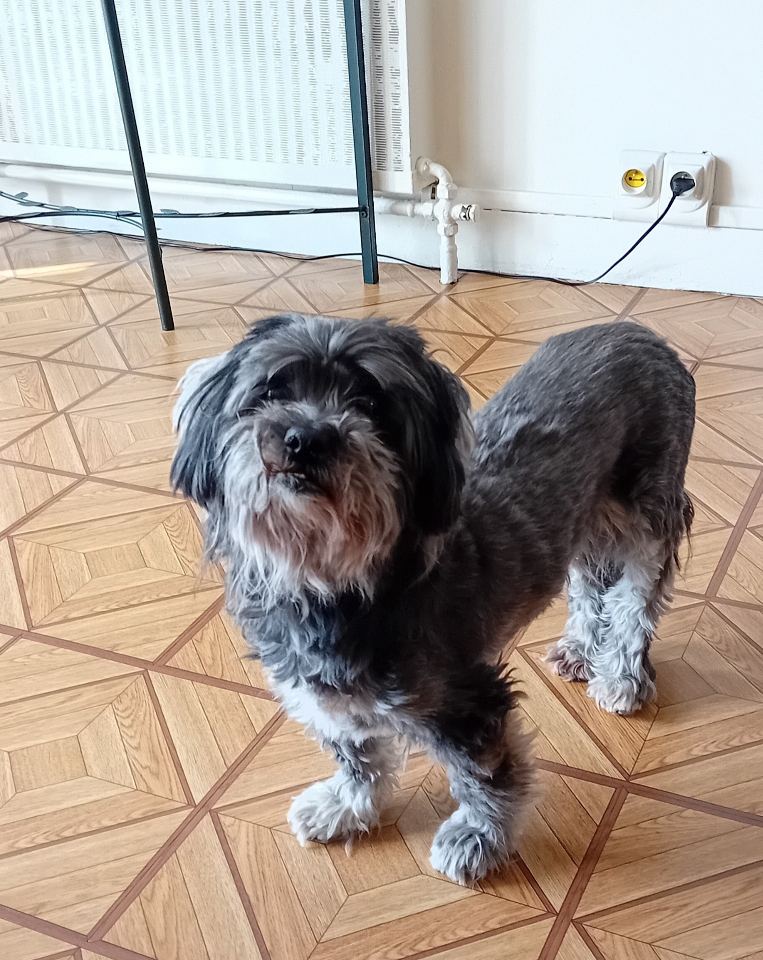 Photo de l'animal à adopté