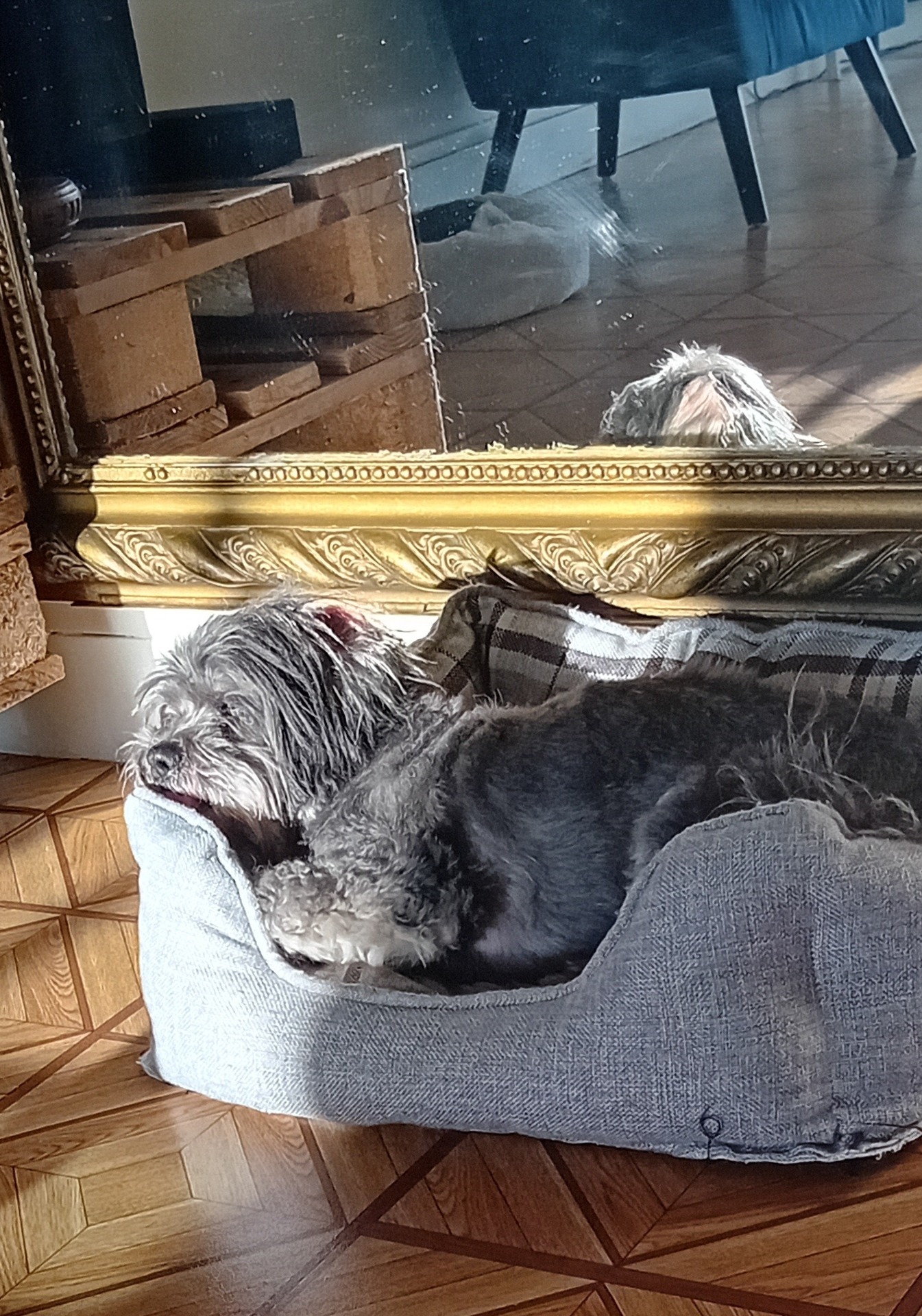 Photo de l'animal à adopté