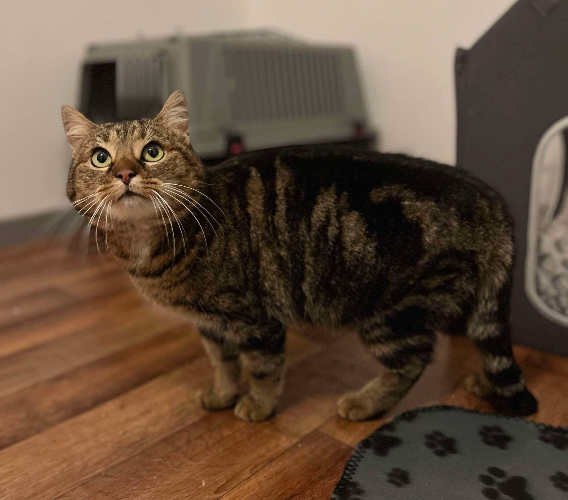 Photo de l'animal à adopté