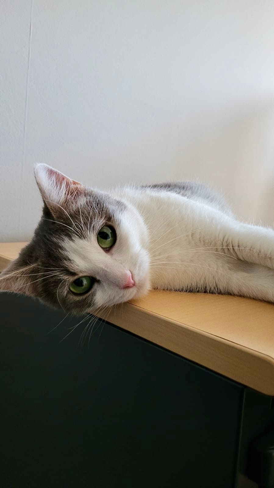 Photo de l'animal à adopté