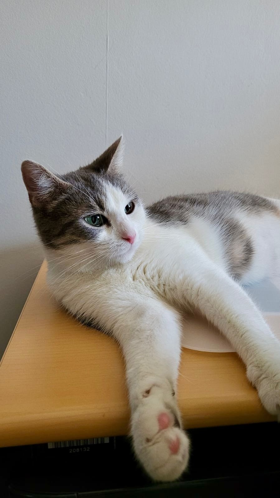 Photo de l'animal à adopté