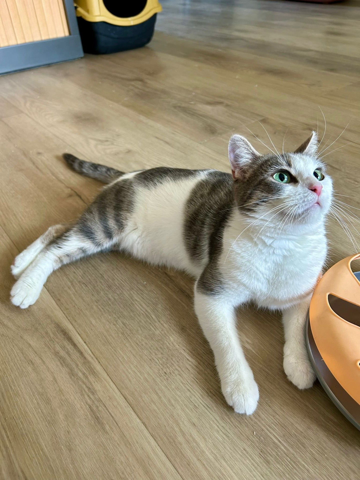 Photo de l'animal à adopté
