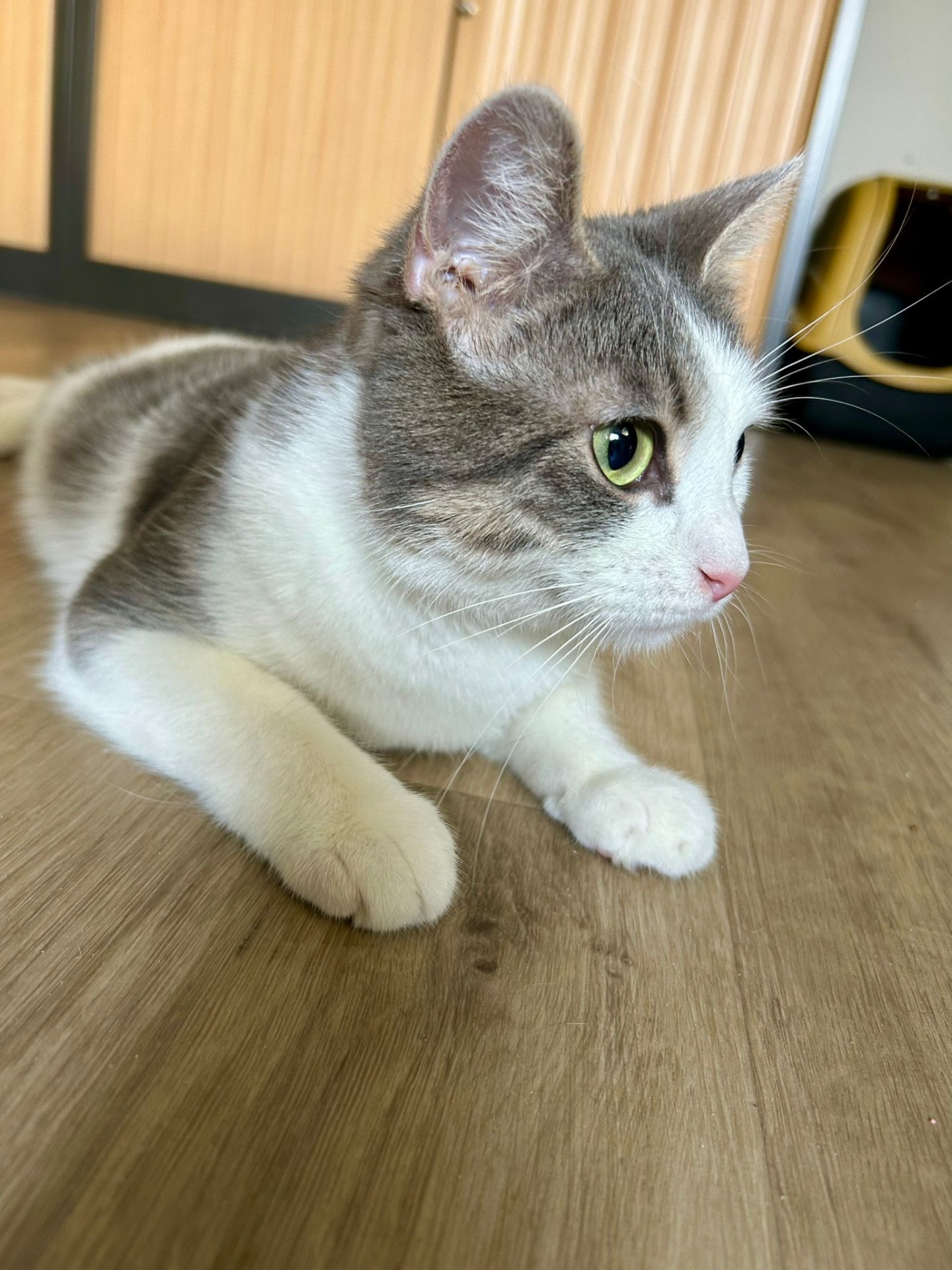 Photo de l'animal à adopté