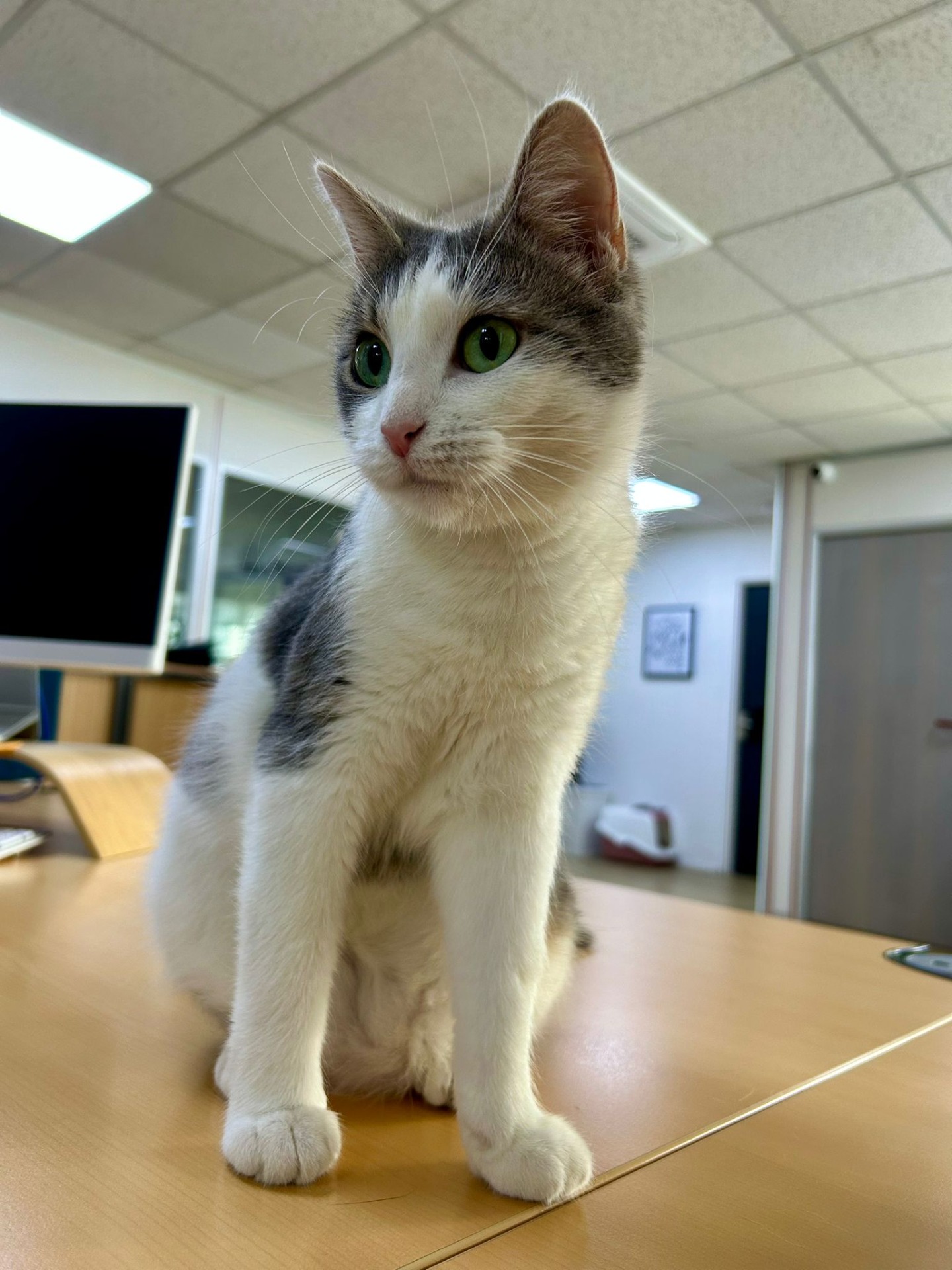 Photo de l'animal à adopté