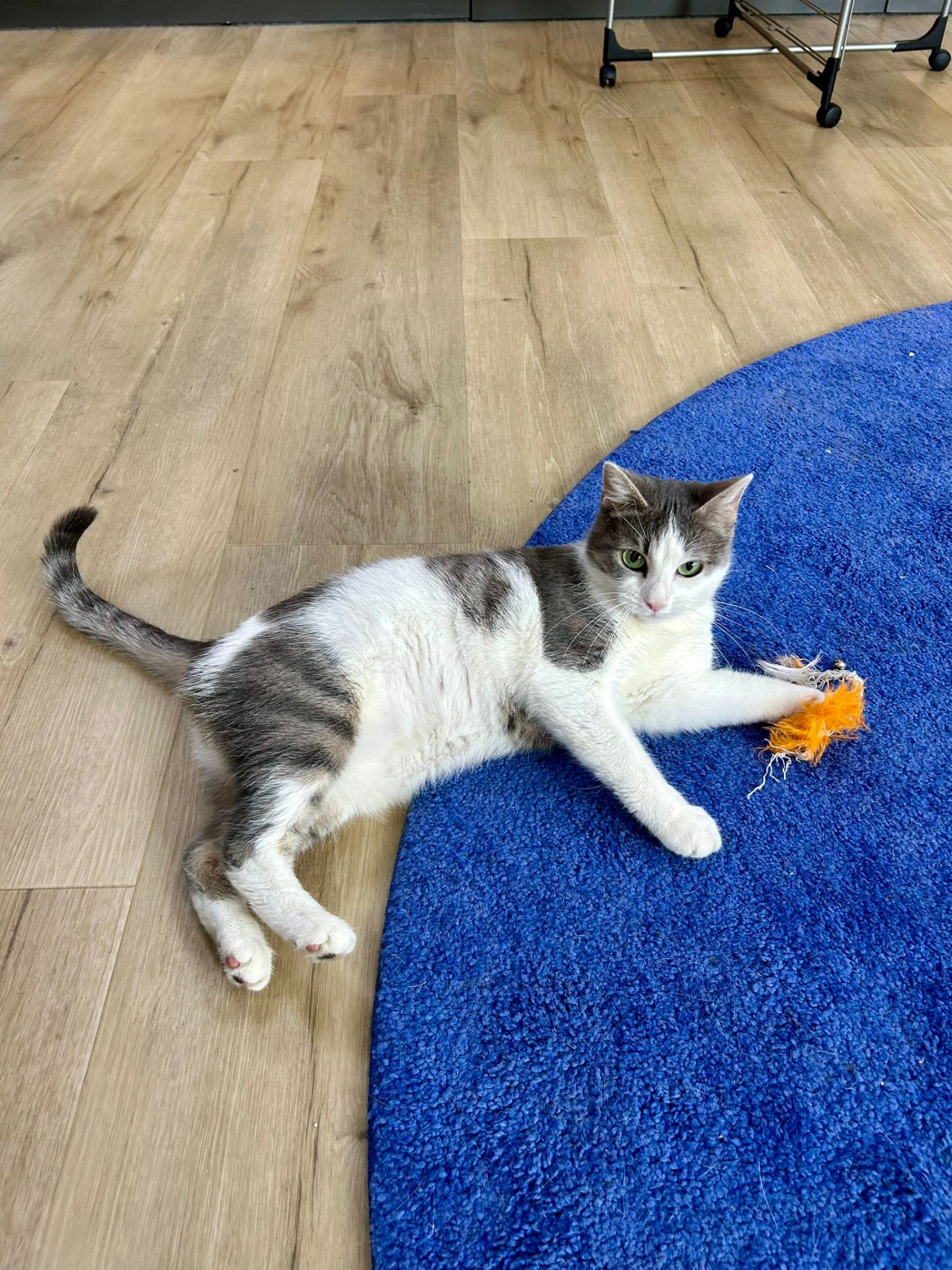 Photo de l'animal à adopté