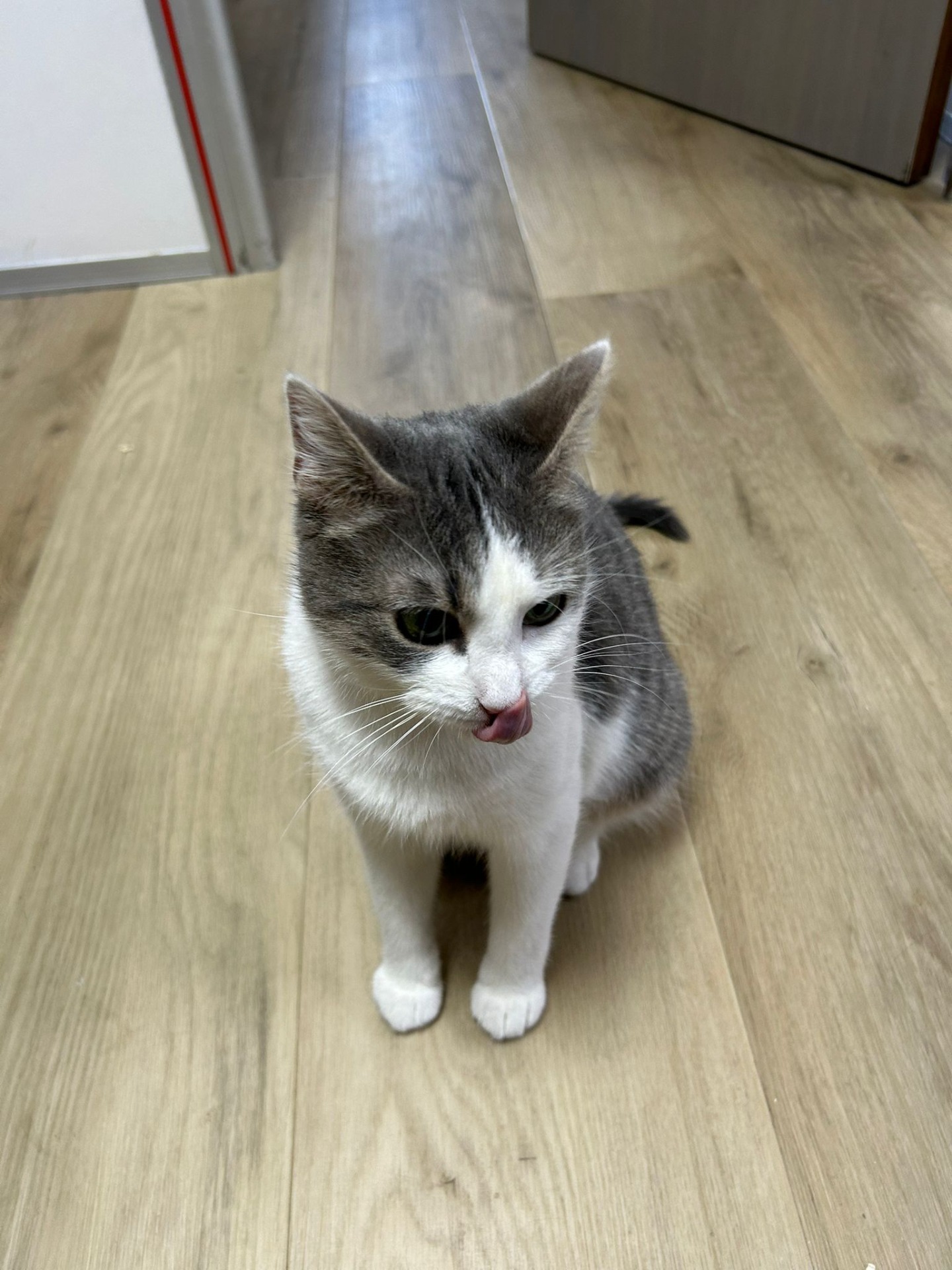 Photo de l'animal à adopté