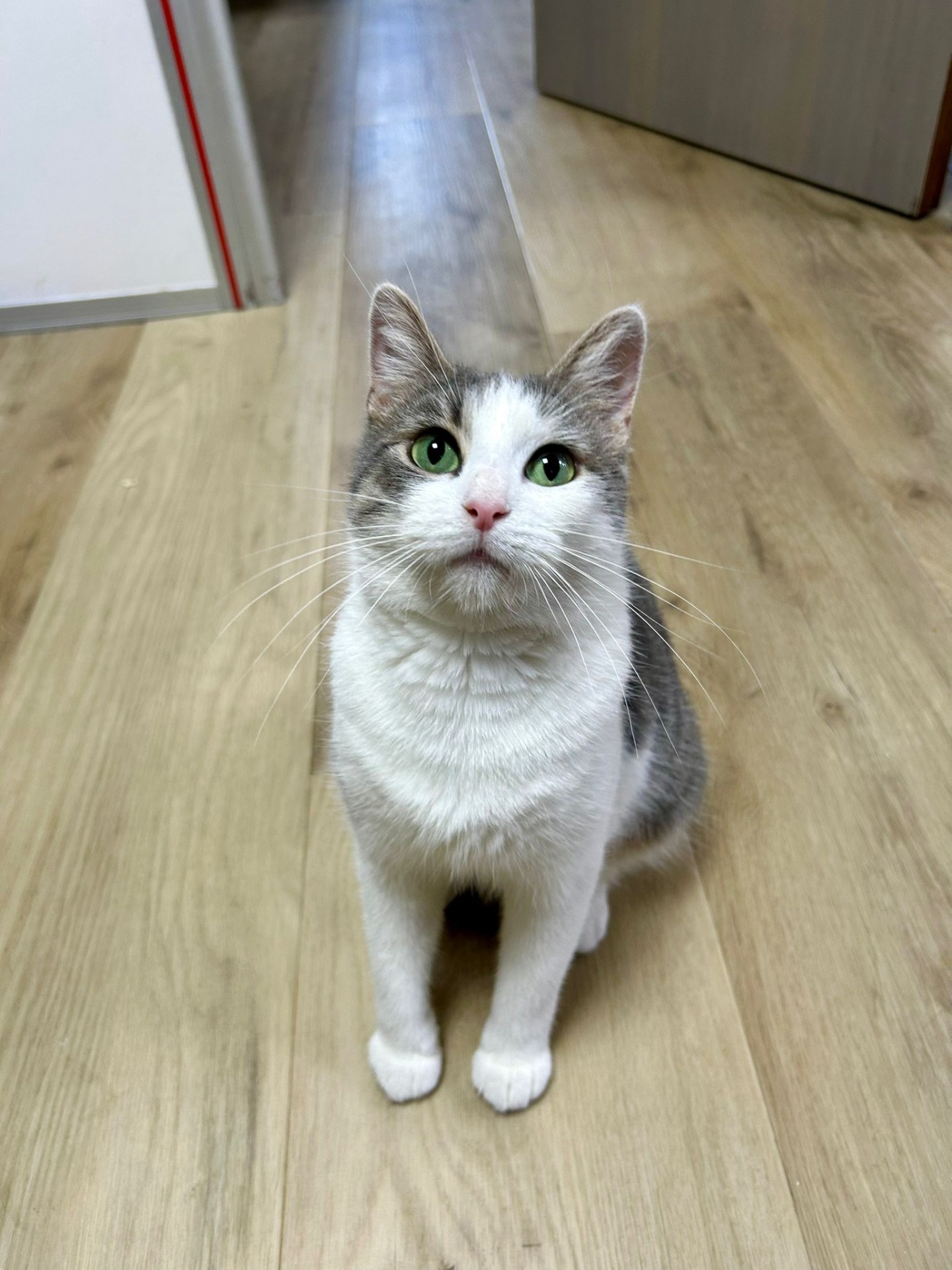Photo de l'animal à adopté