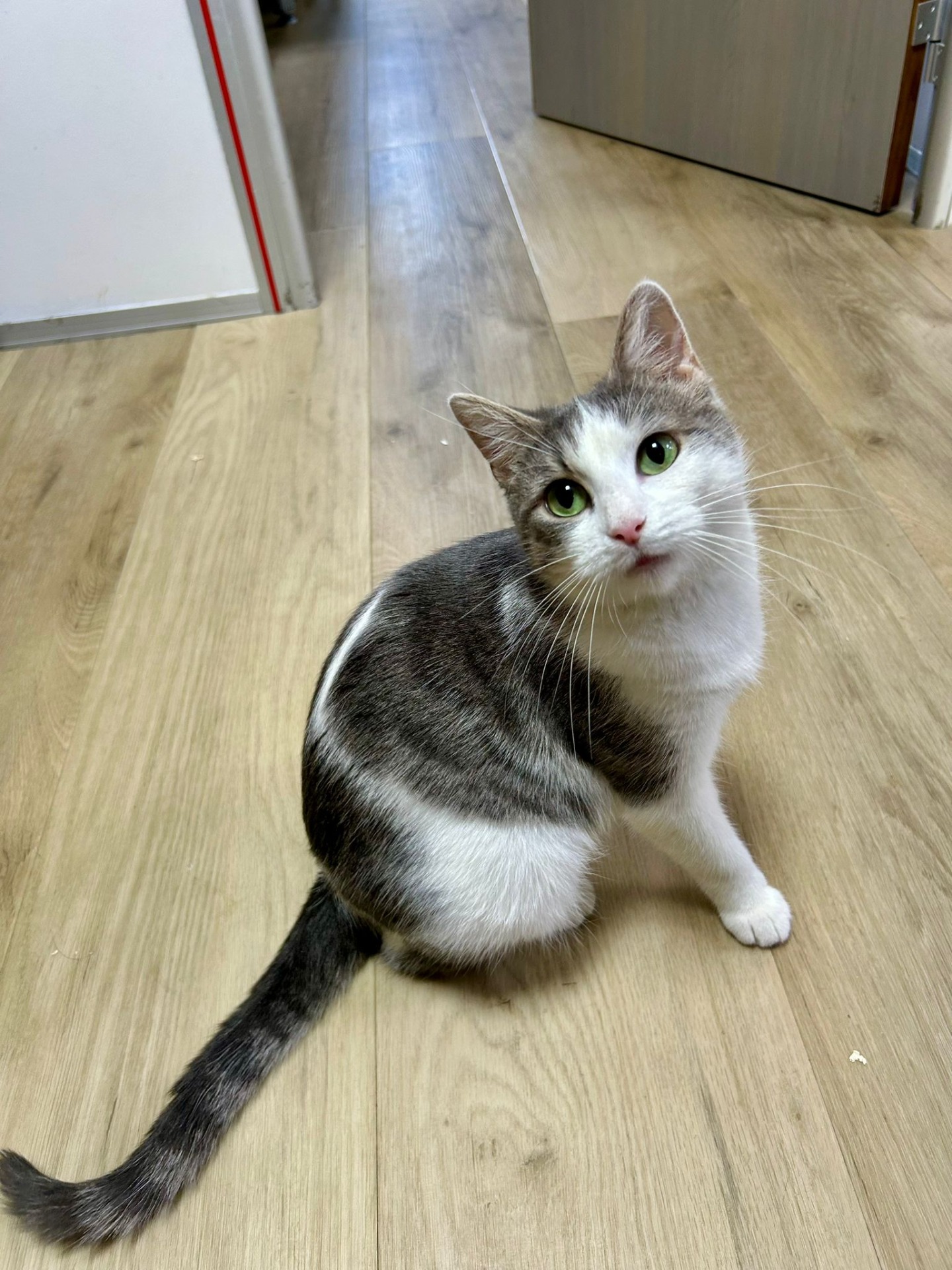 Photo de l'animal à adopté