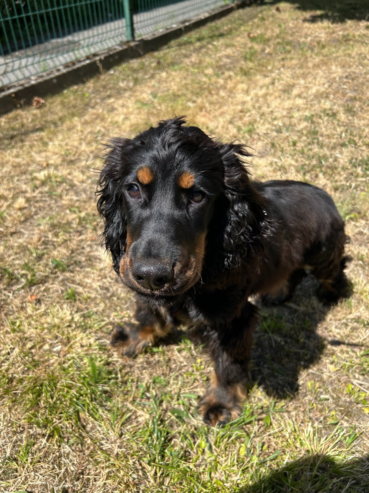 Photo de l'animal à adopté