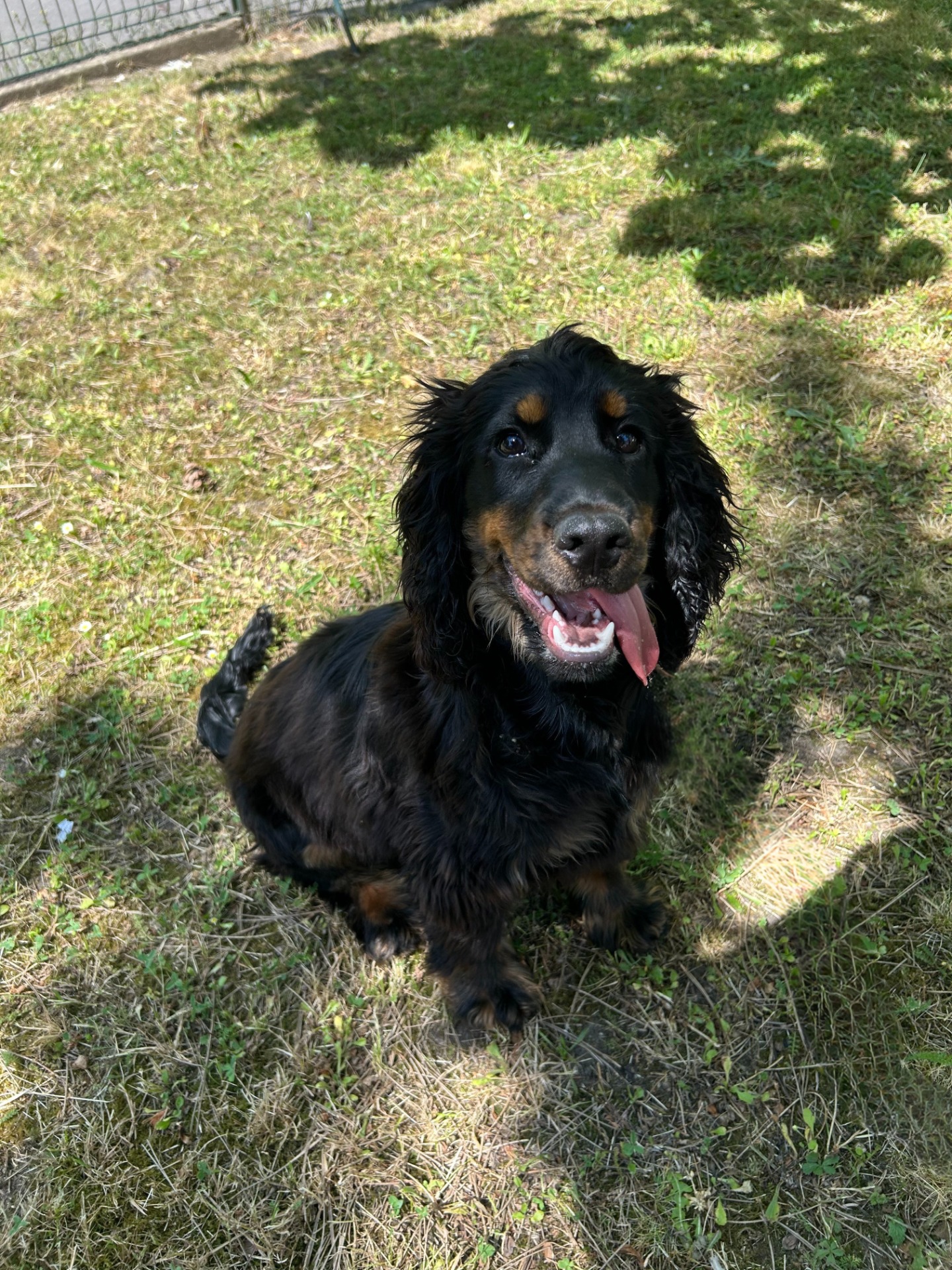 Photo de l'animal à adopté