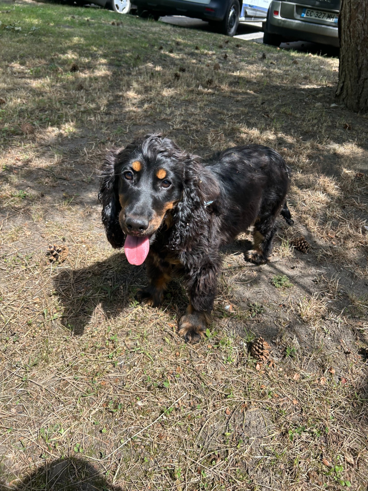 Photo de l'animal à adopté