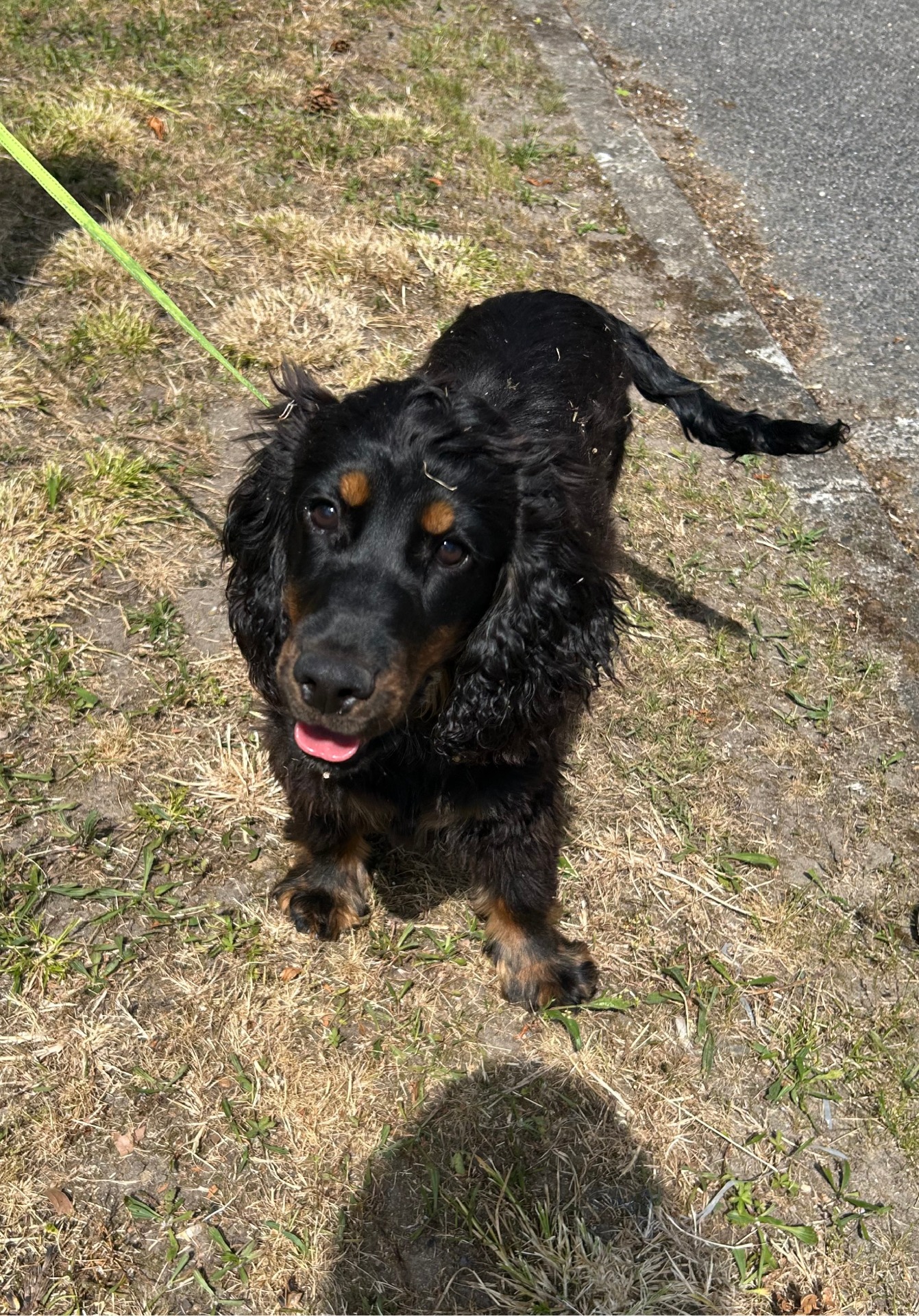 Photo de l'animal à adopté