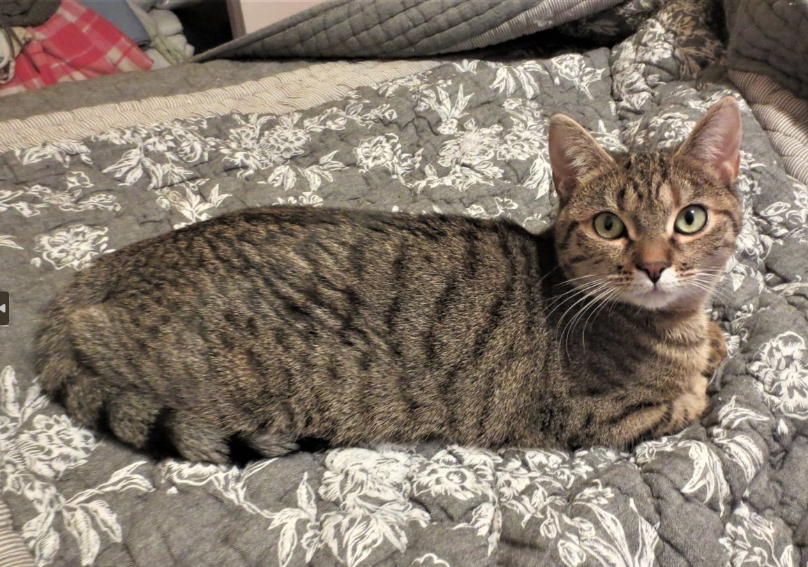 Photo de l'animal à adopté