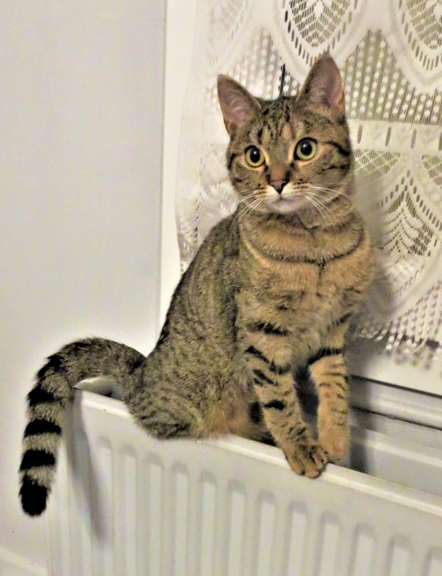 Photo de l'animal à adopté