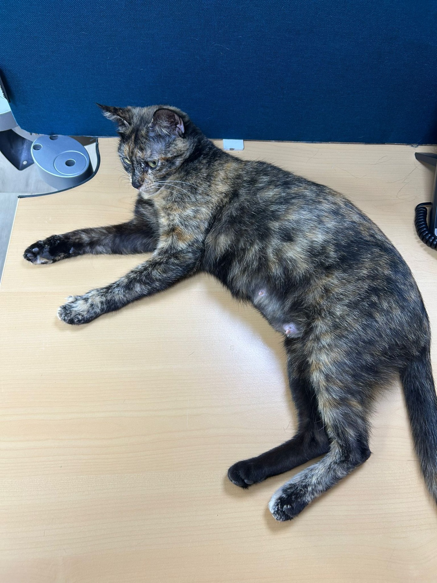 Photo de l'animal à adopté