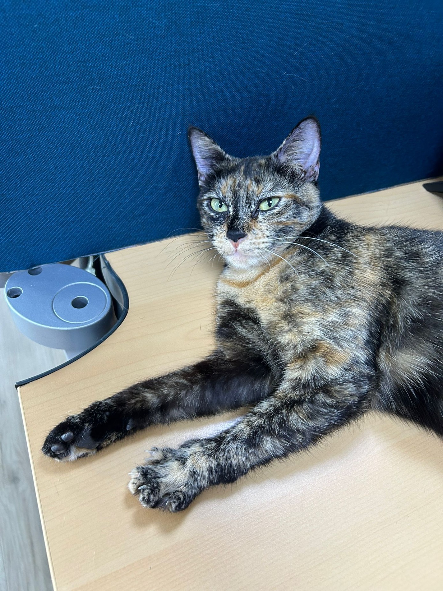 Photo de l'animal à adopté