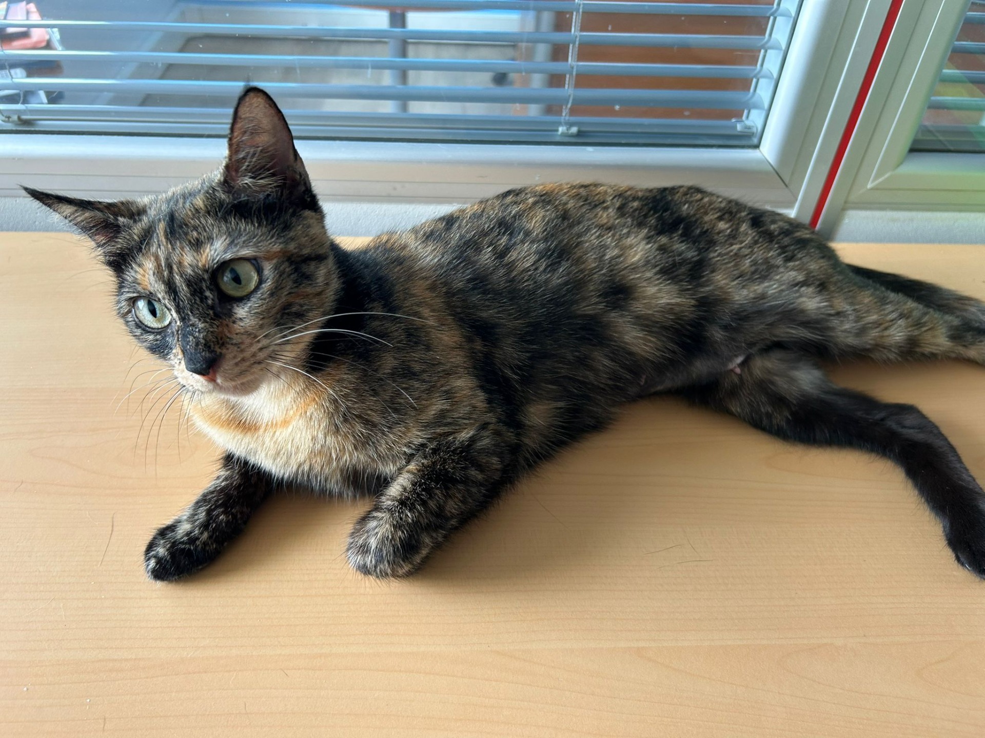 Photo de l'animal à adopté