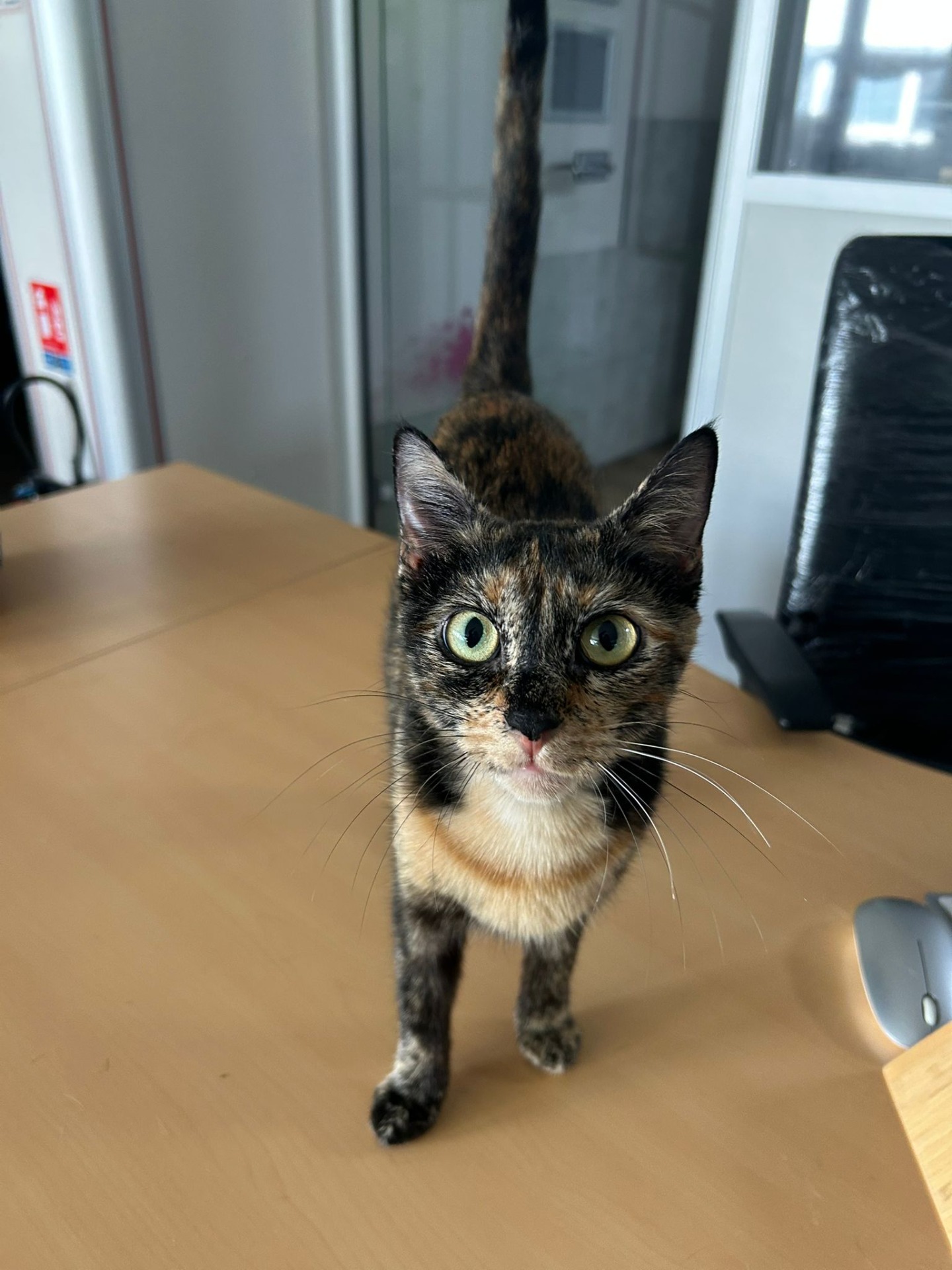 Photo de l'animal à adopté