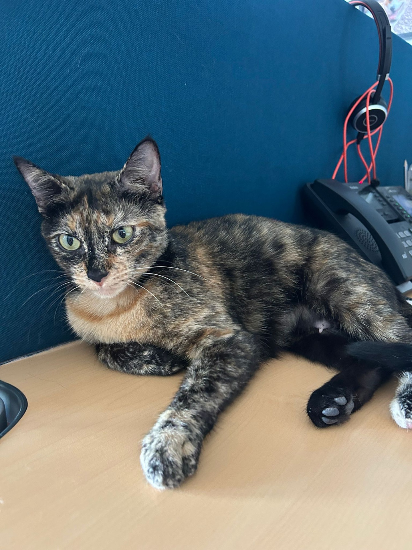 Photo de l'animal à adopté