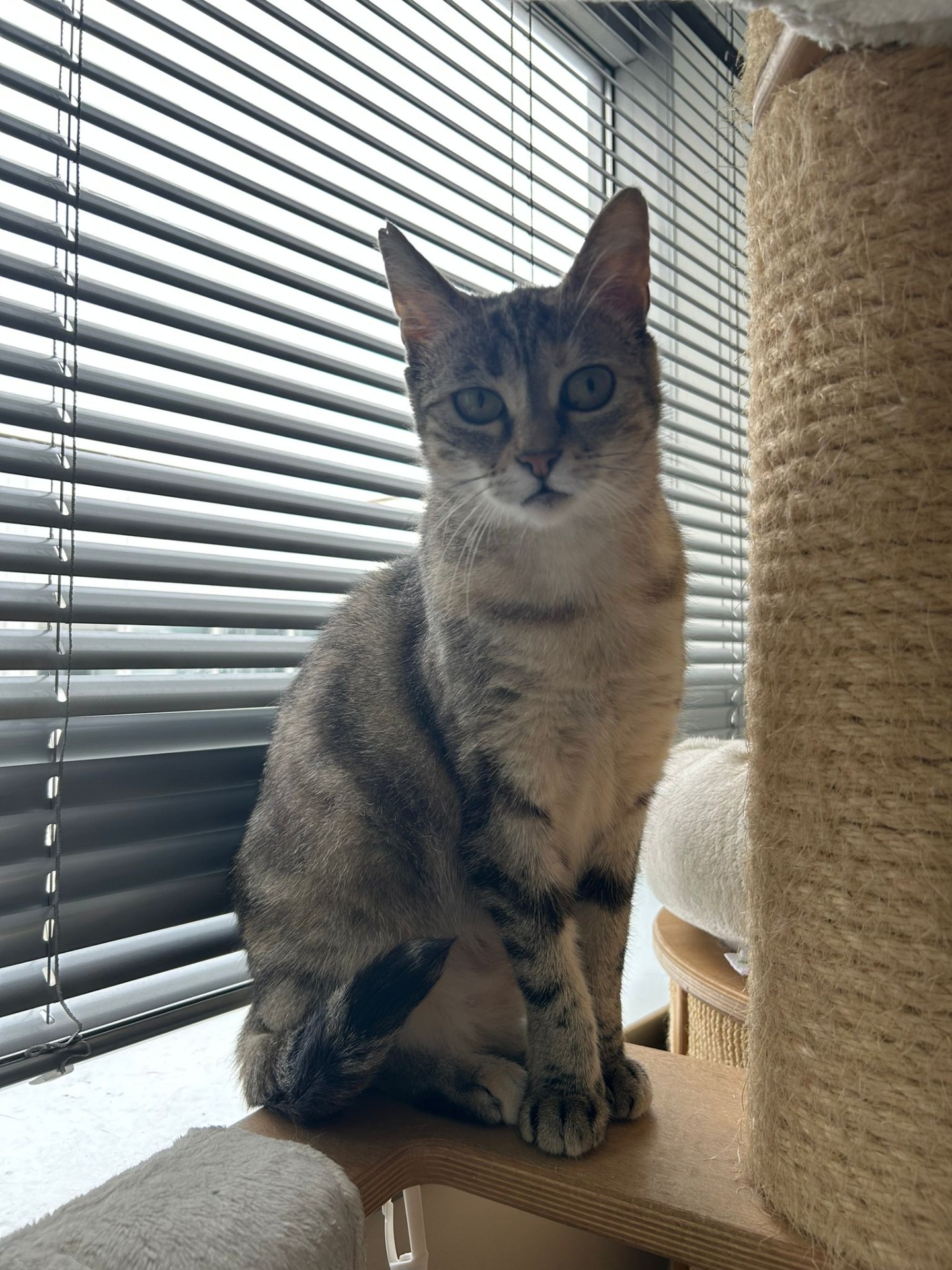 Photo de l'animal à adopté