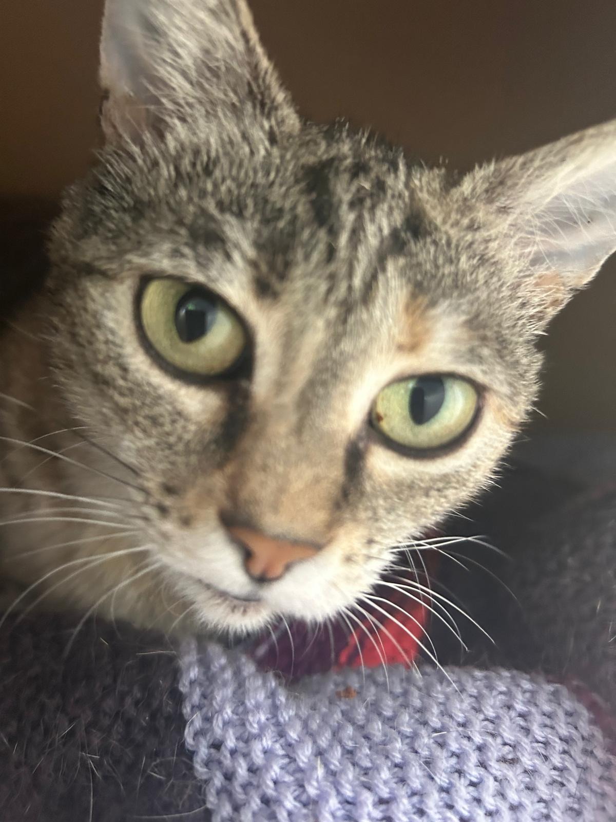 Photo de l'animal à adopté