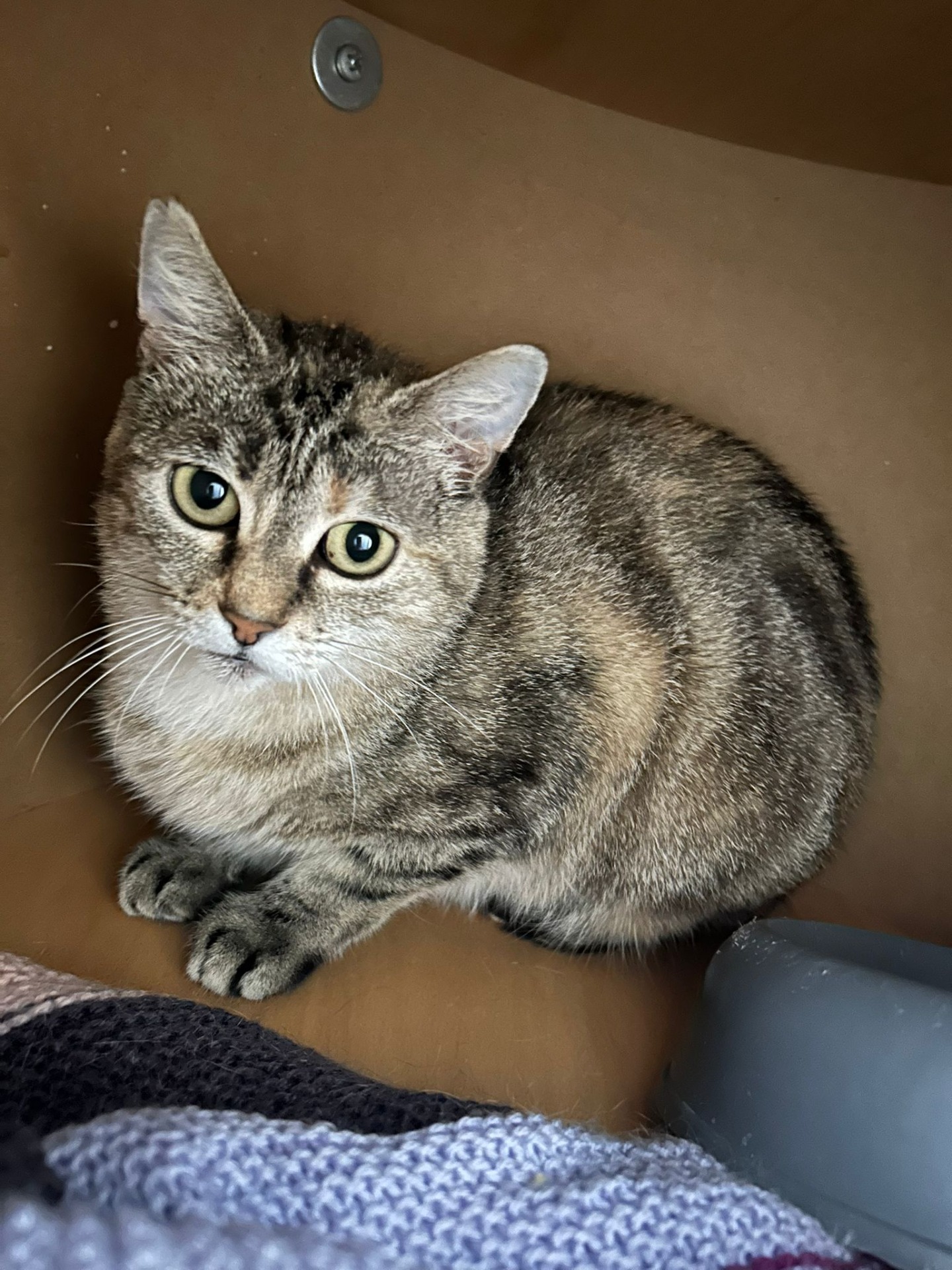 Photo de l'animal à adopté