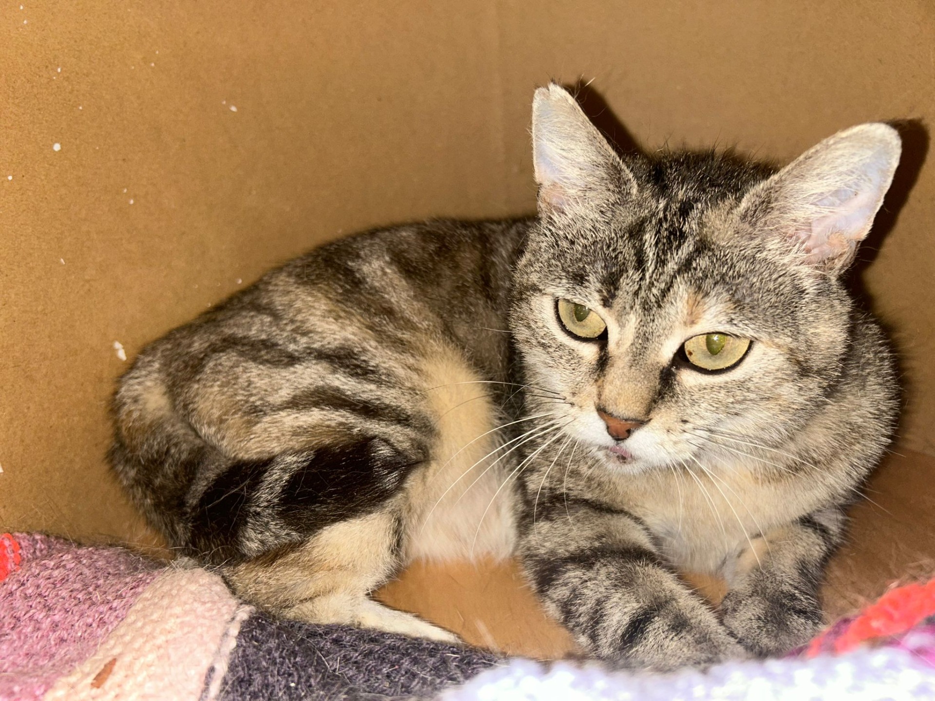 Photo de l'animal à adopté