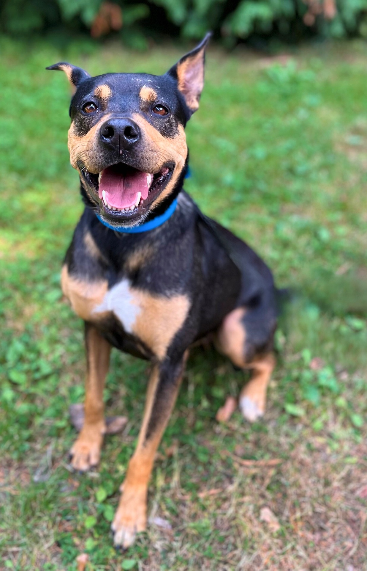 Photo de l'animal à adopté