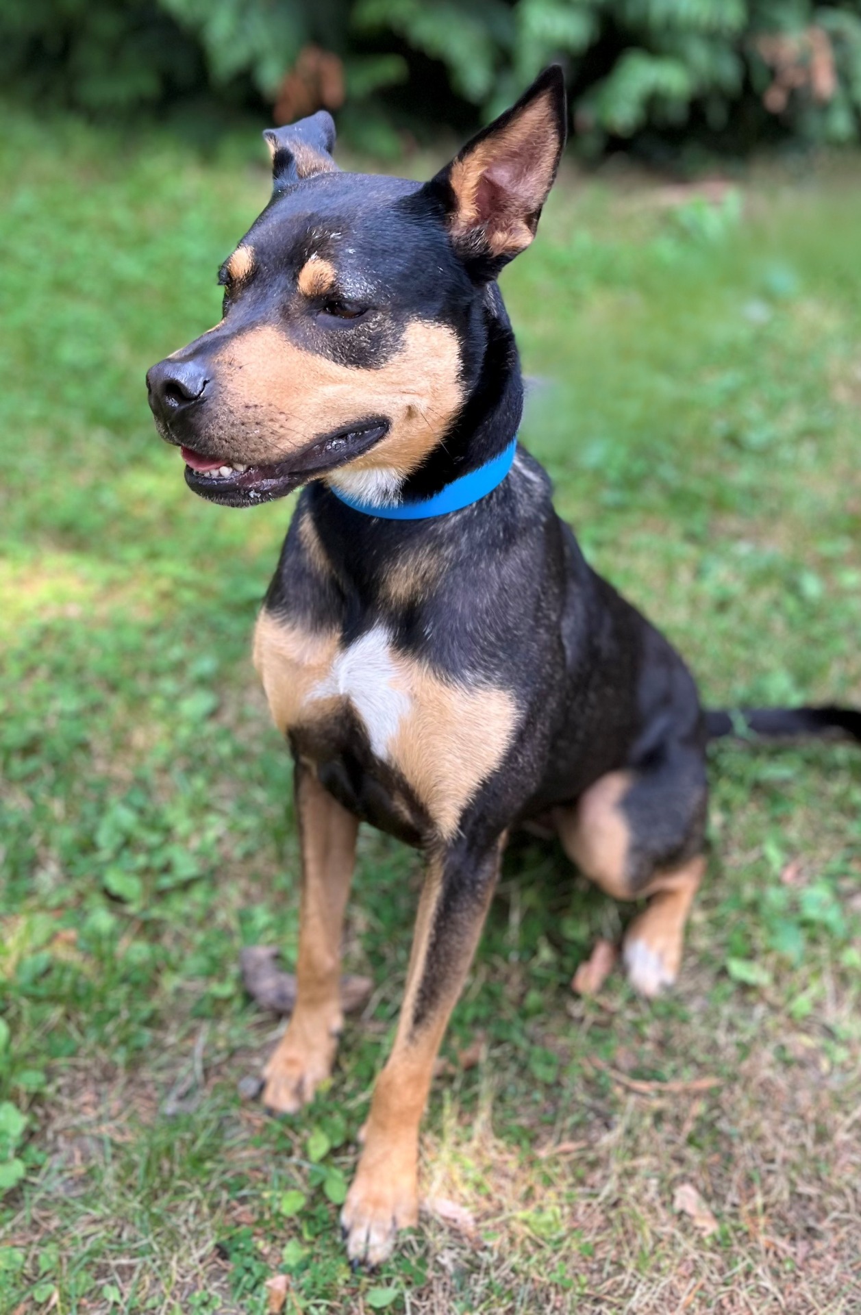 Photo de l'animal à adopté