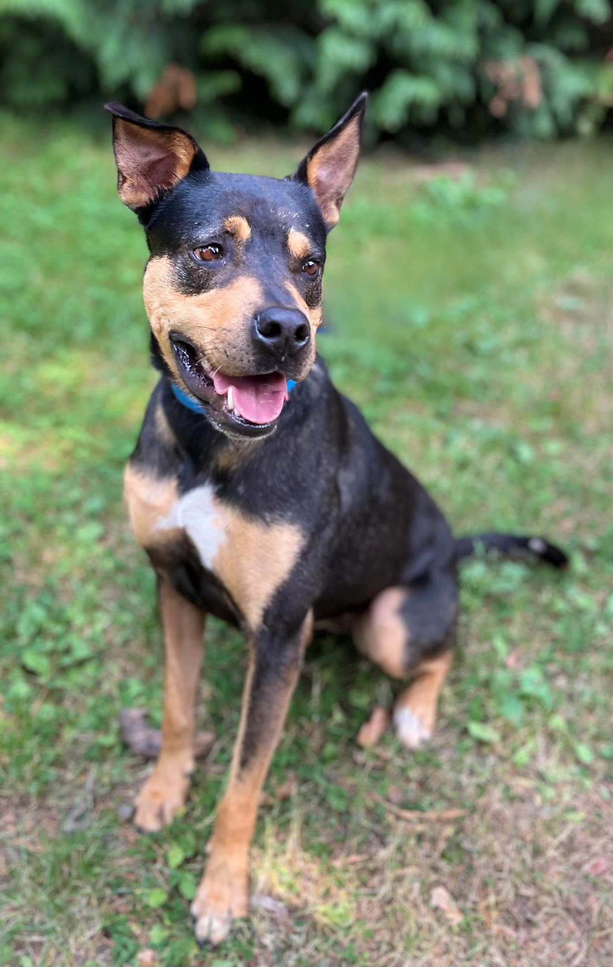 Photo de l'animal à adopté