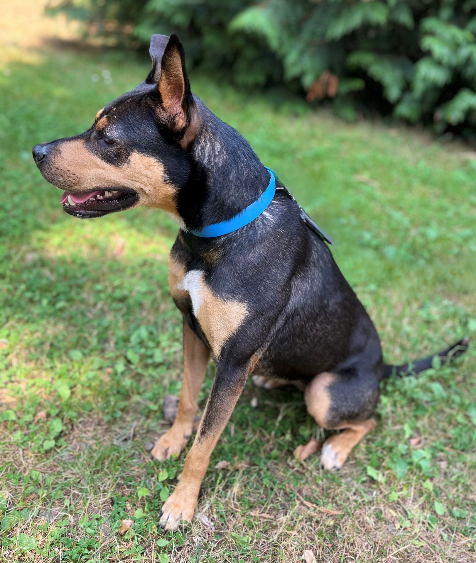 Photo de l'animal à adopté