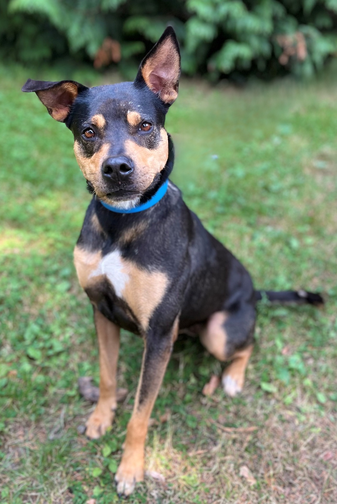 Photo de l'animal à adopté
