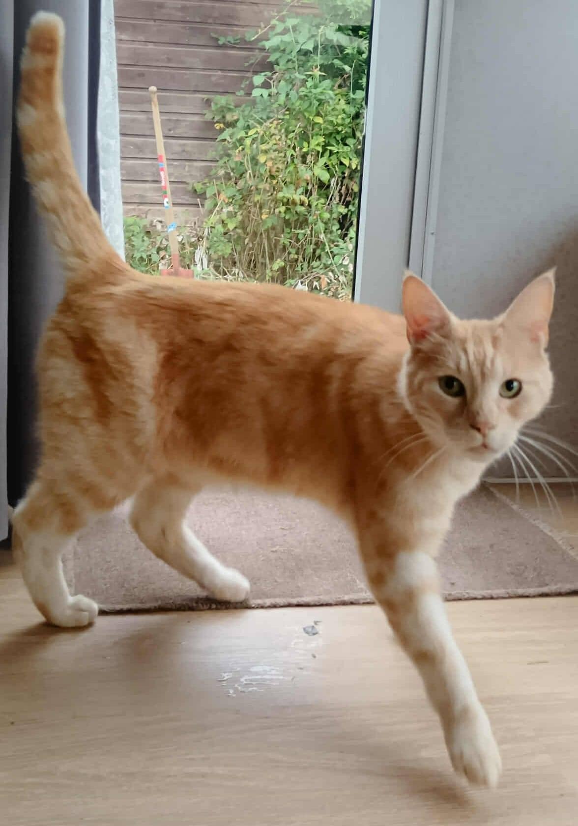 Photo de l'animal à adopté