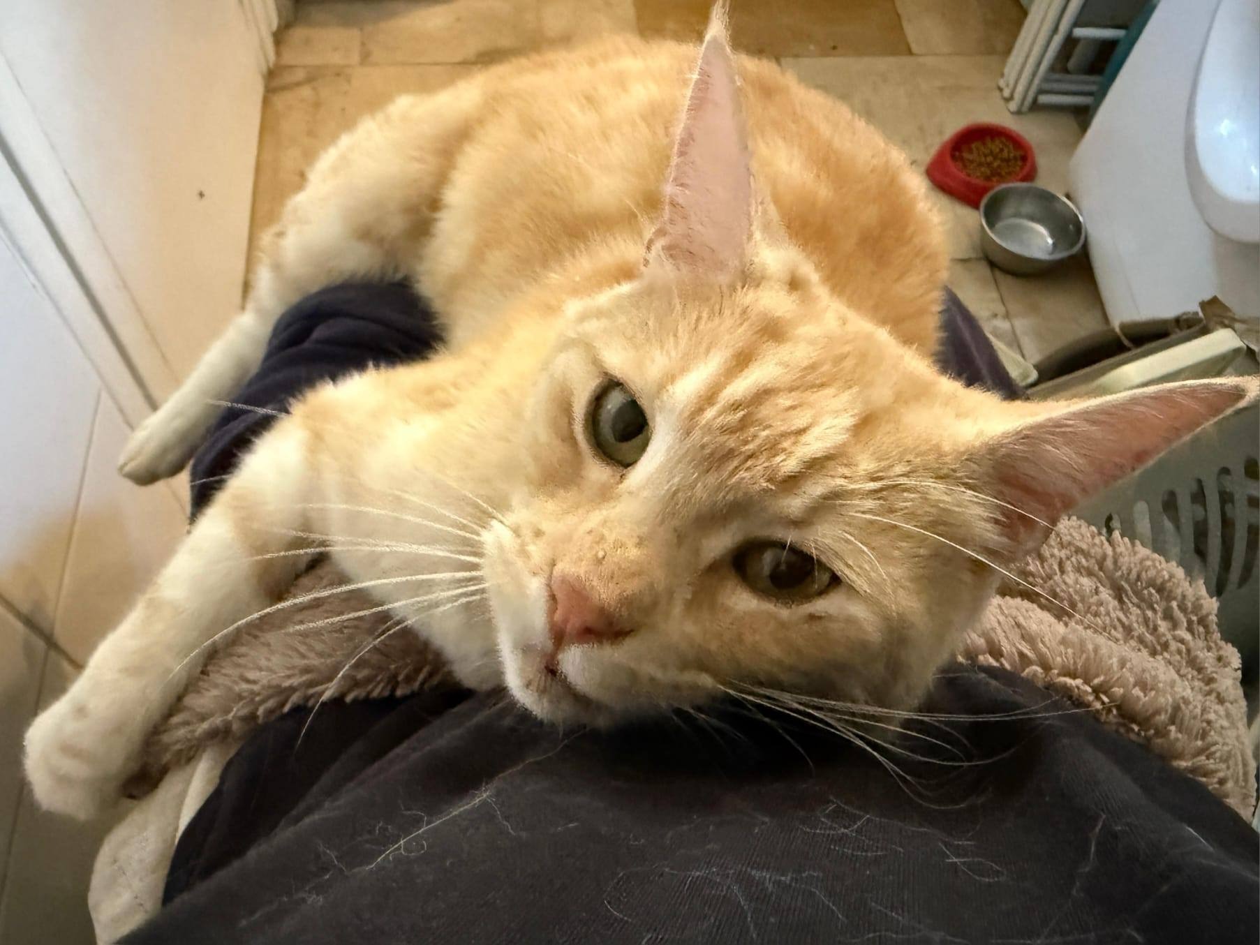 Photo de l'animal à adopté