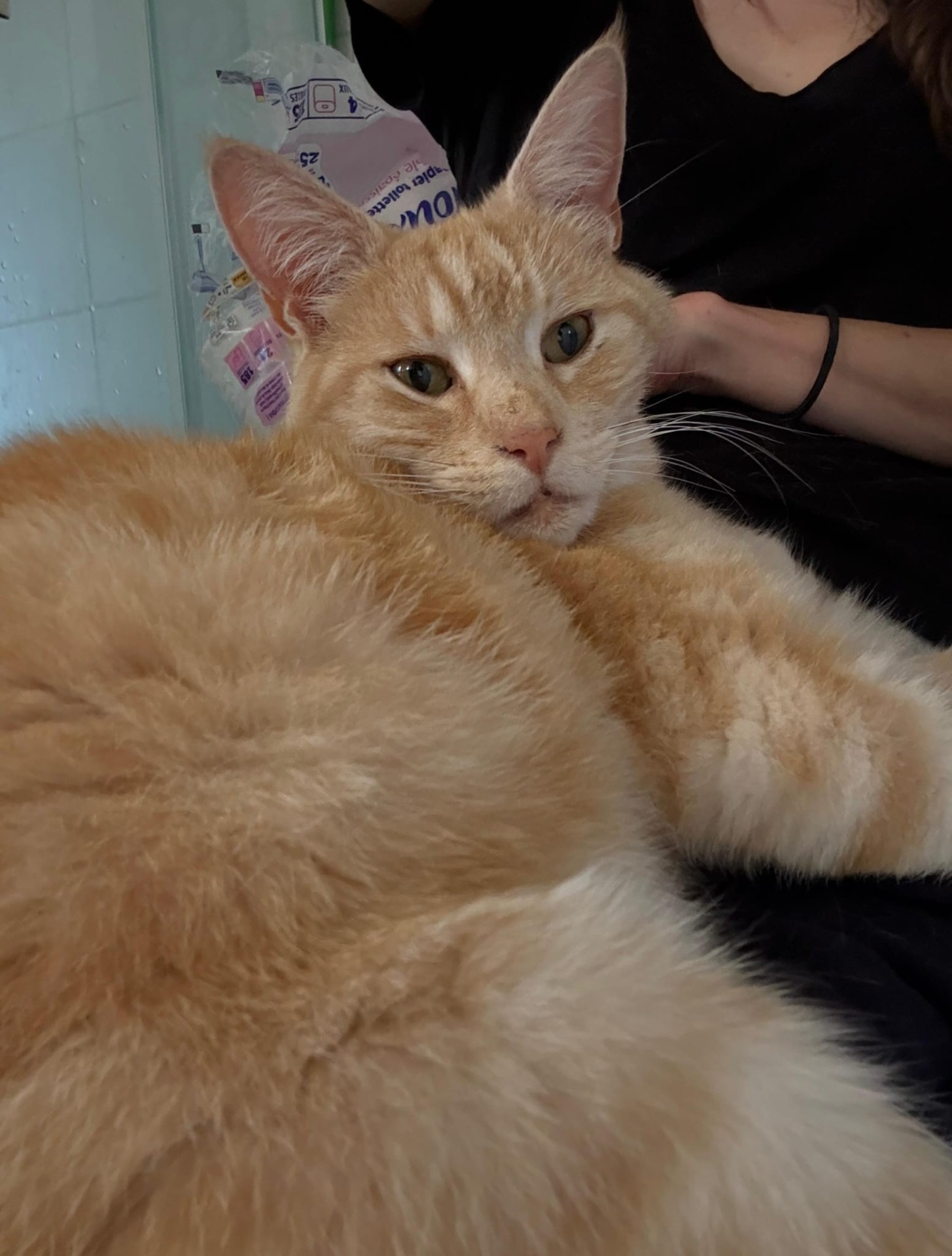Photo de l'animal à adopté