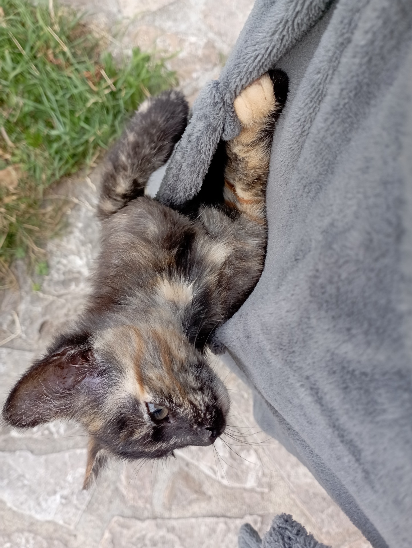 Photo de l'animal à adopté