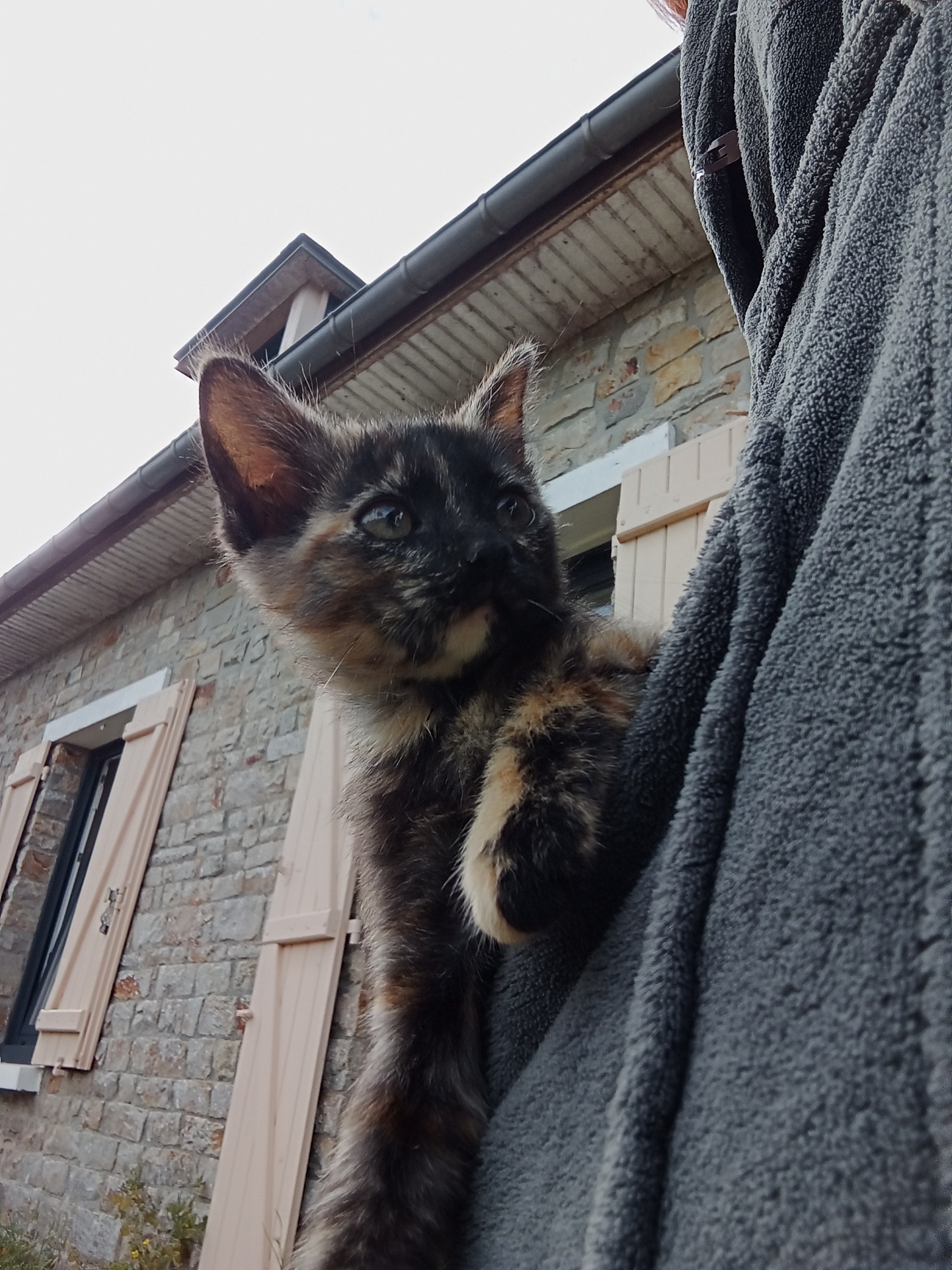 Photo de l'animal à adopté