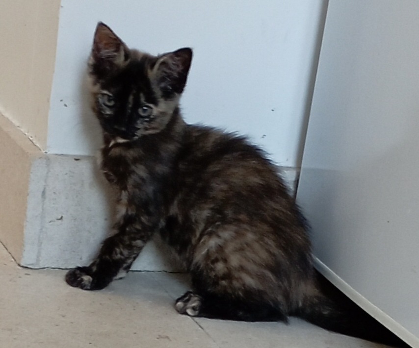 Photo de l'animal à adopté