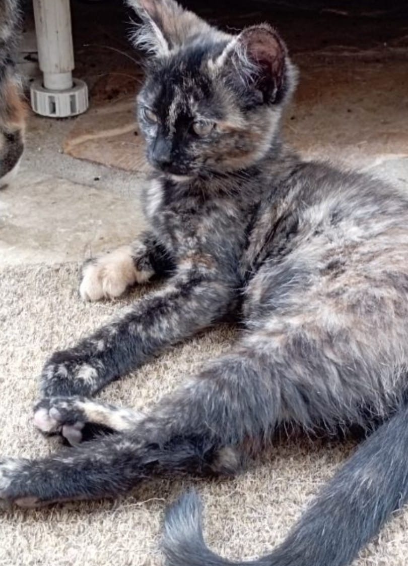 Photo de l'animal à adopté