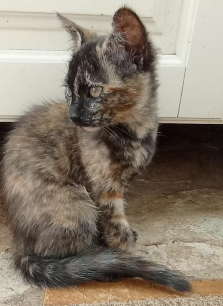 Photo de l'animal à adopté