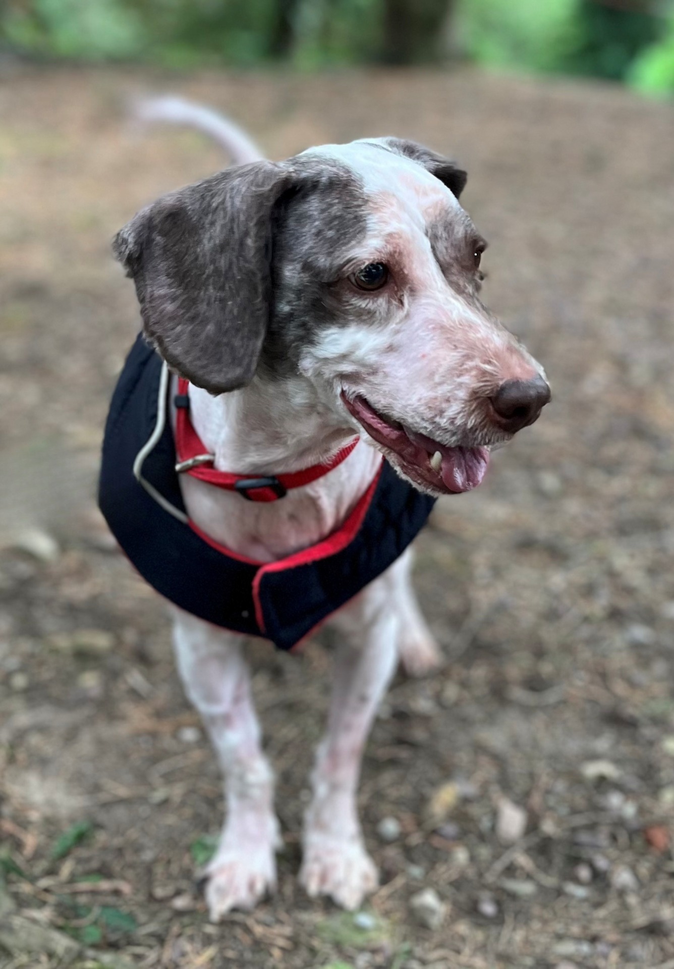 Photo de l'animal à adopté
