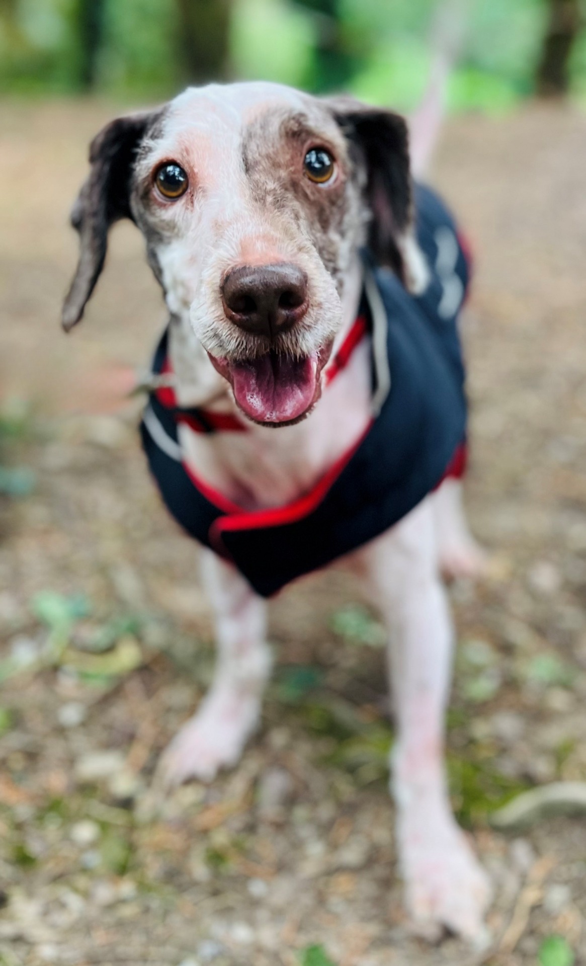 Photo de l'animal à adopté