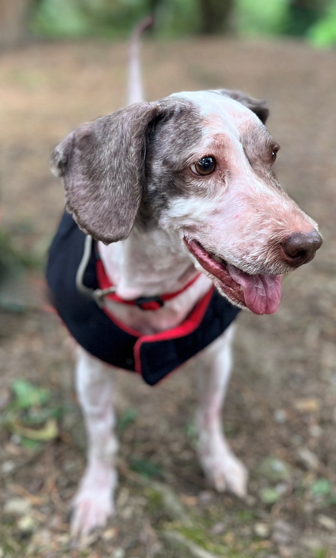 Photo de l'animal à adopté