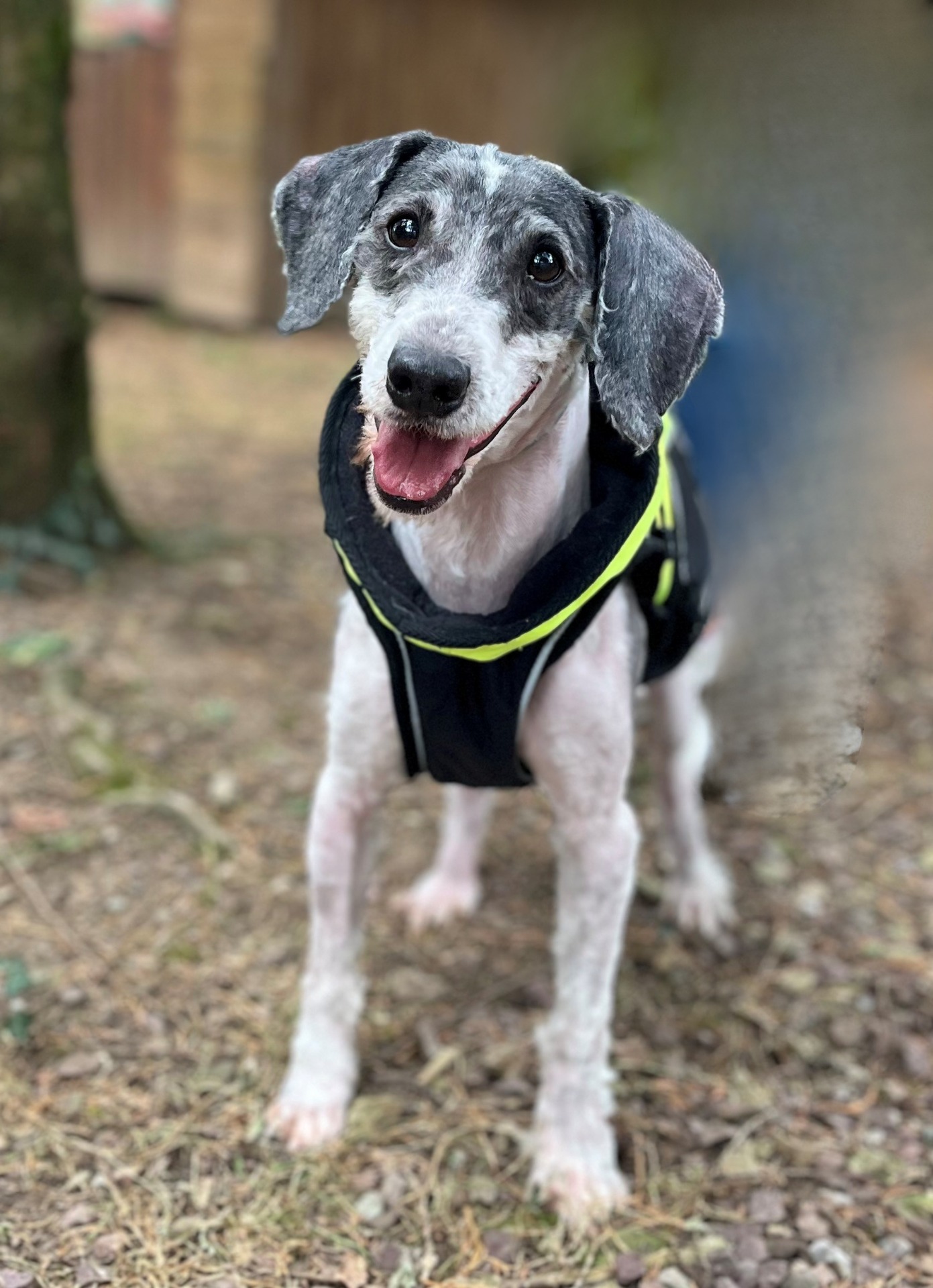 Photo de l'animal à adopté