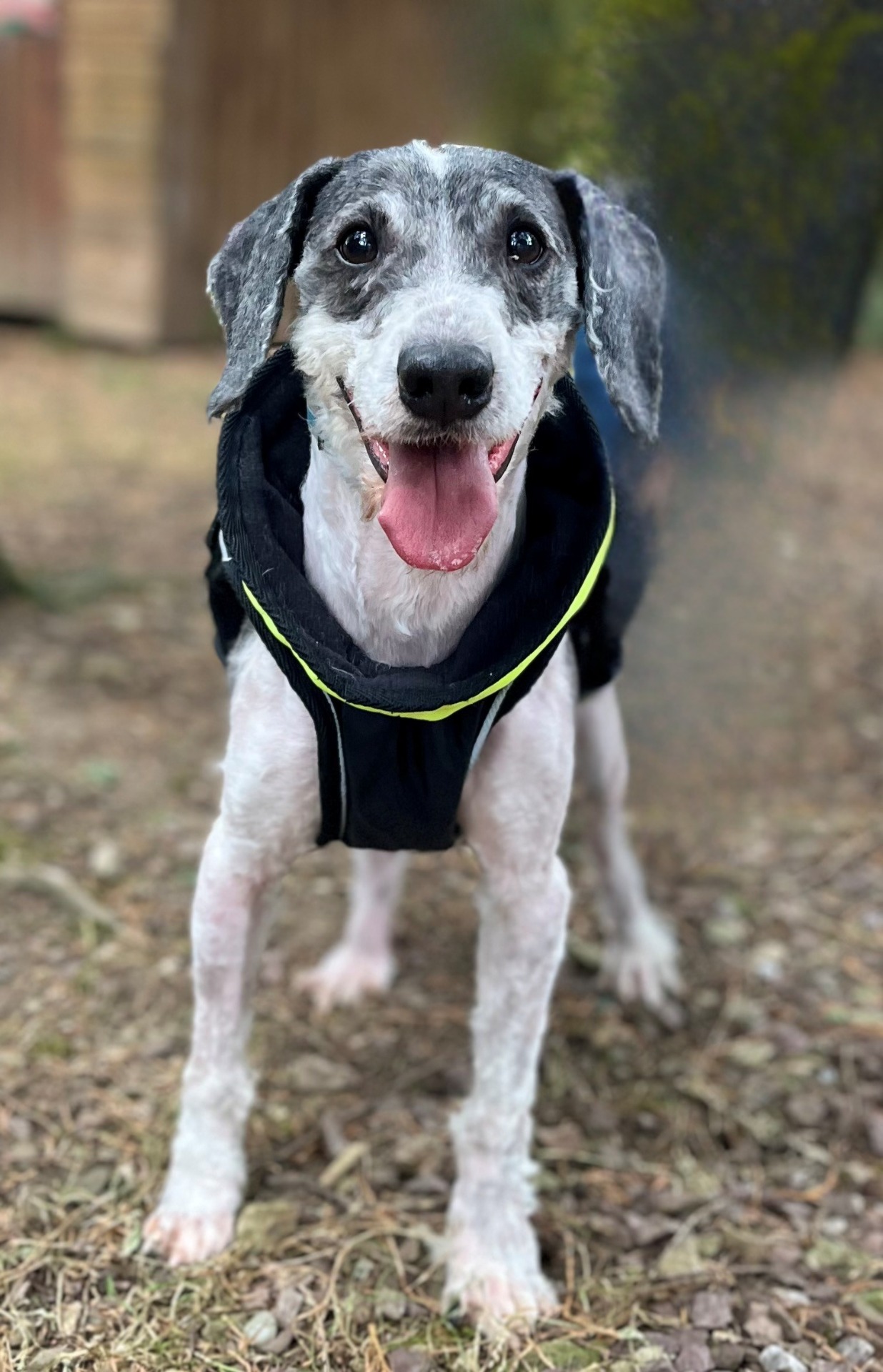 Photo de l'animal à adopté